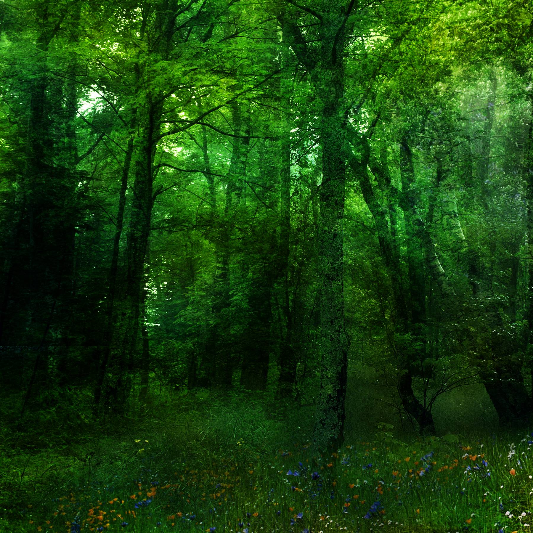 Green forest backgrounds