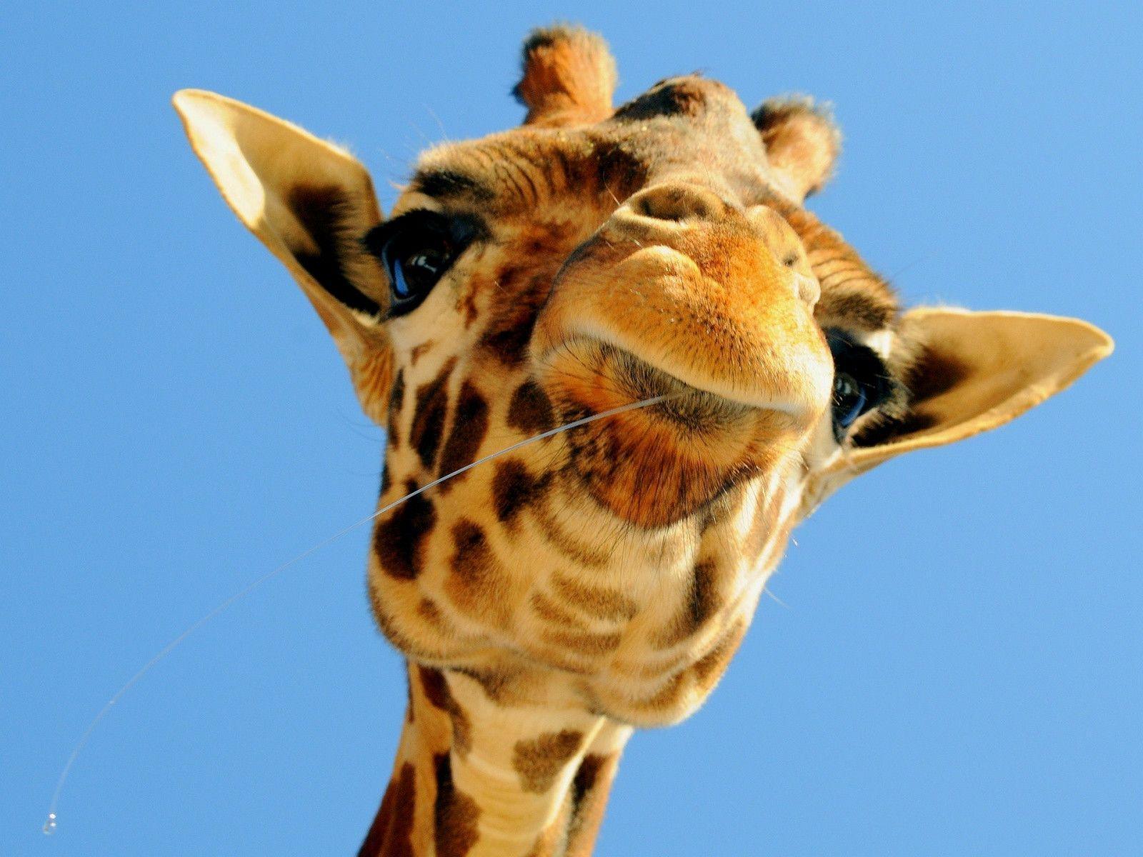 giraffe wallpapers wallpaper cave on cute giraffe wallpapers