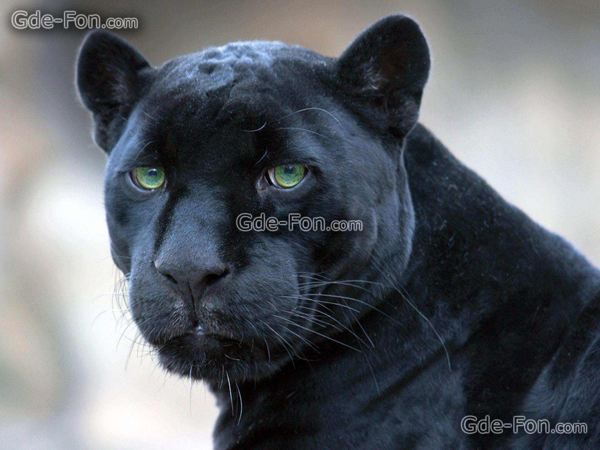 Black jaguar wallpapers
