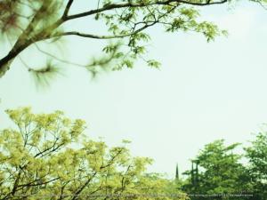 powerpoint nature background natural backgrounds forest template graphic technology wallpapers resolution fresh cave wallpapercave