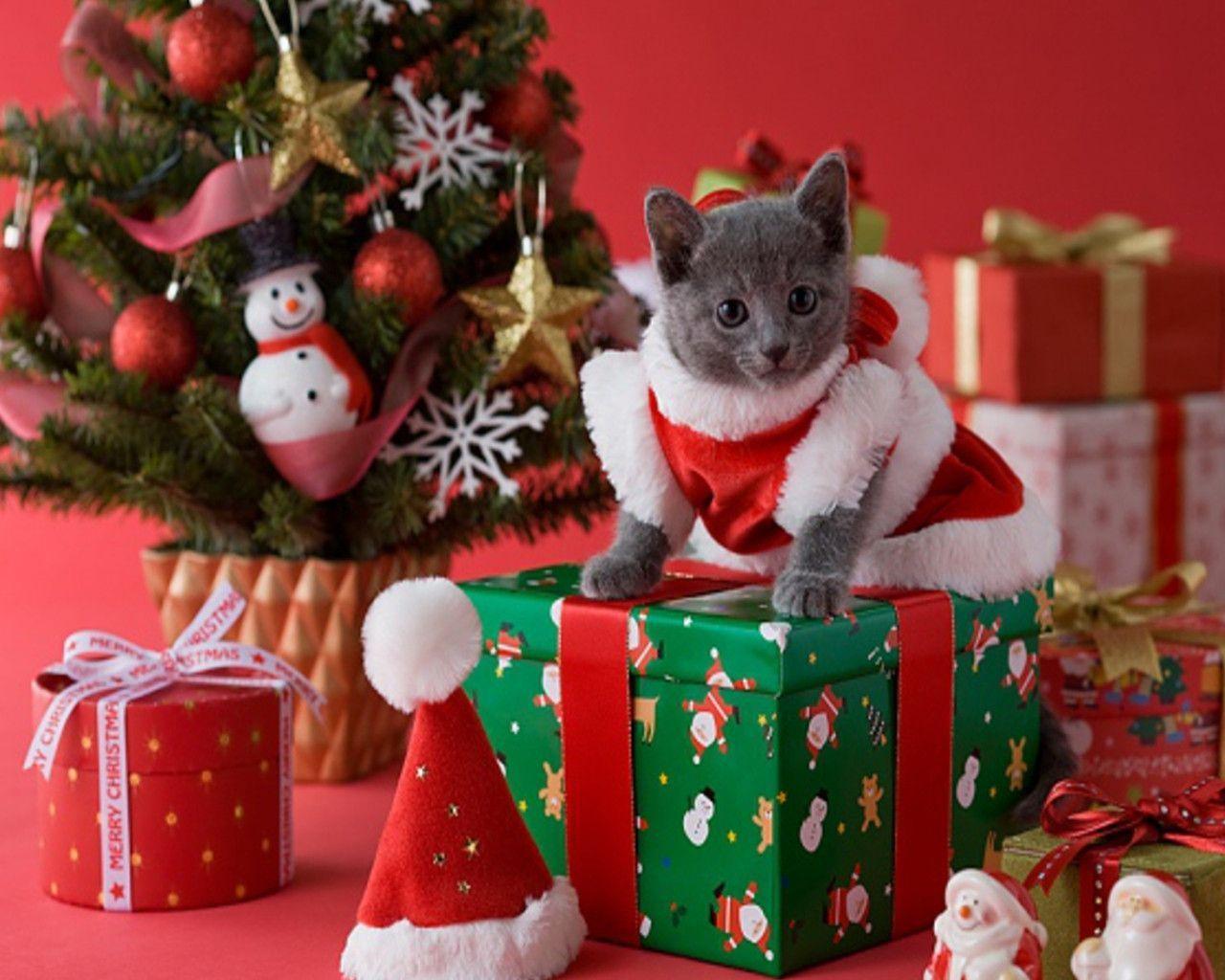 Christmas kitten wallpapers