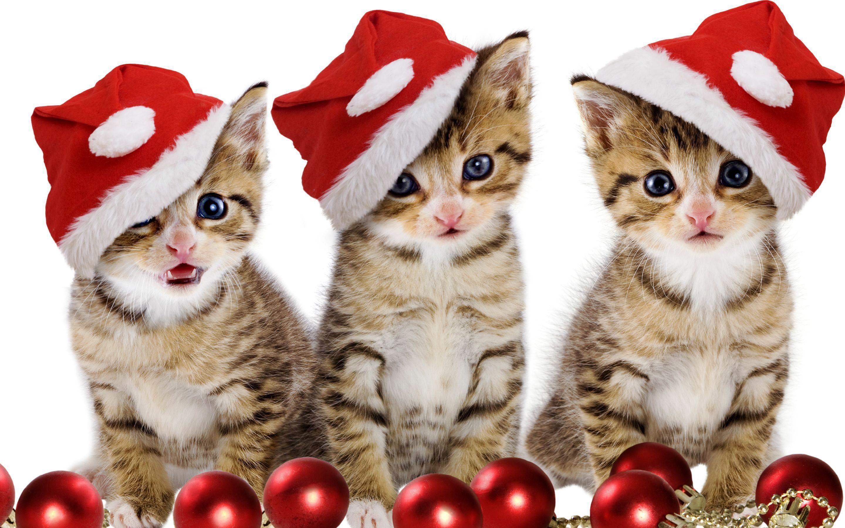Christmas kitten wallpapers