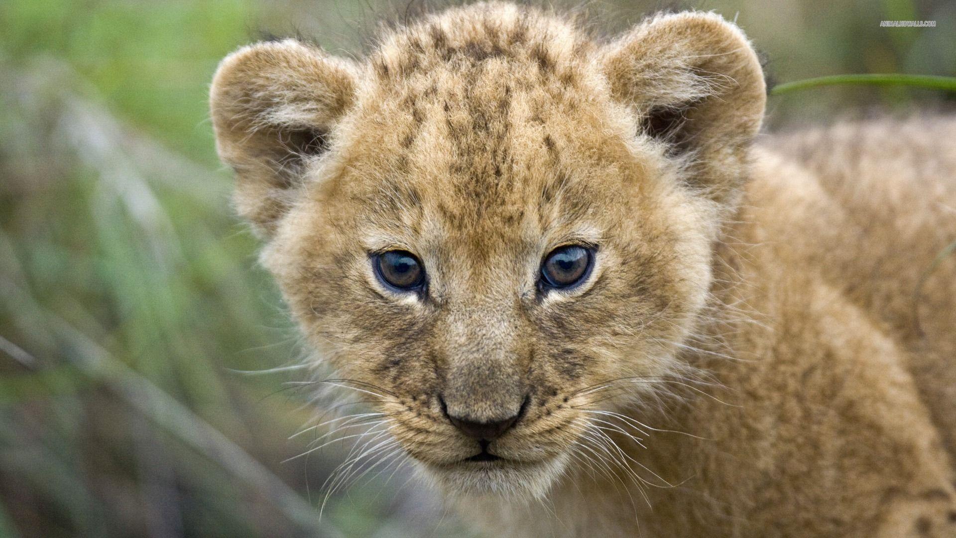 Lion cub wallpapers