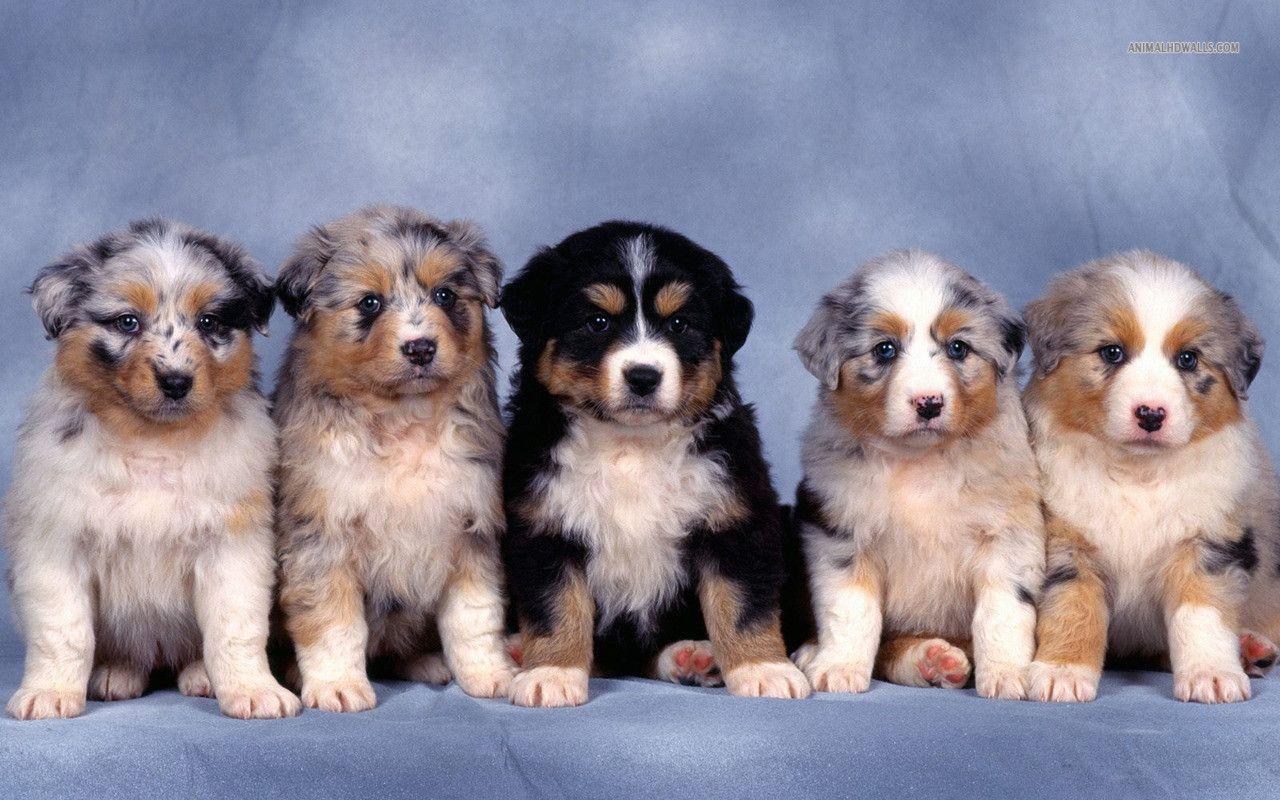 Hund Australian Shepherd Ausmalbild Malvorlage Hund