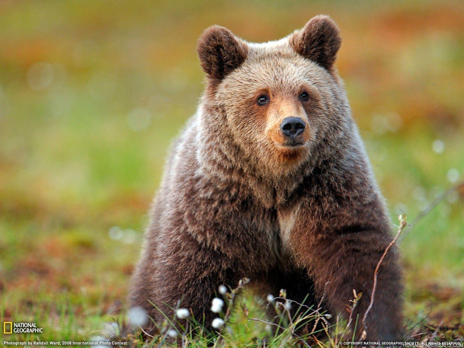grizzly bear backgrounds wallpaper cave on grizzly bear backgrounds