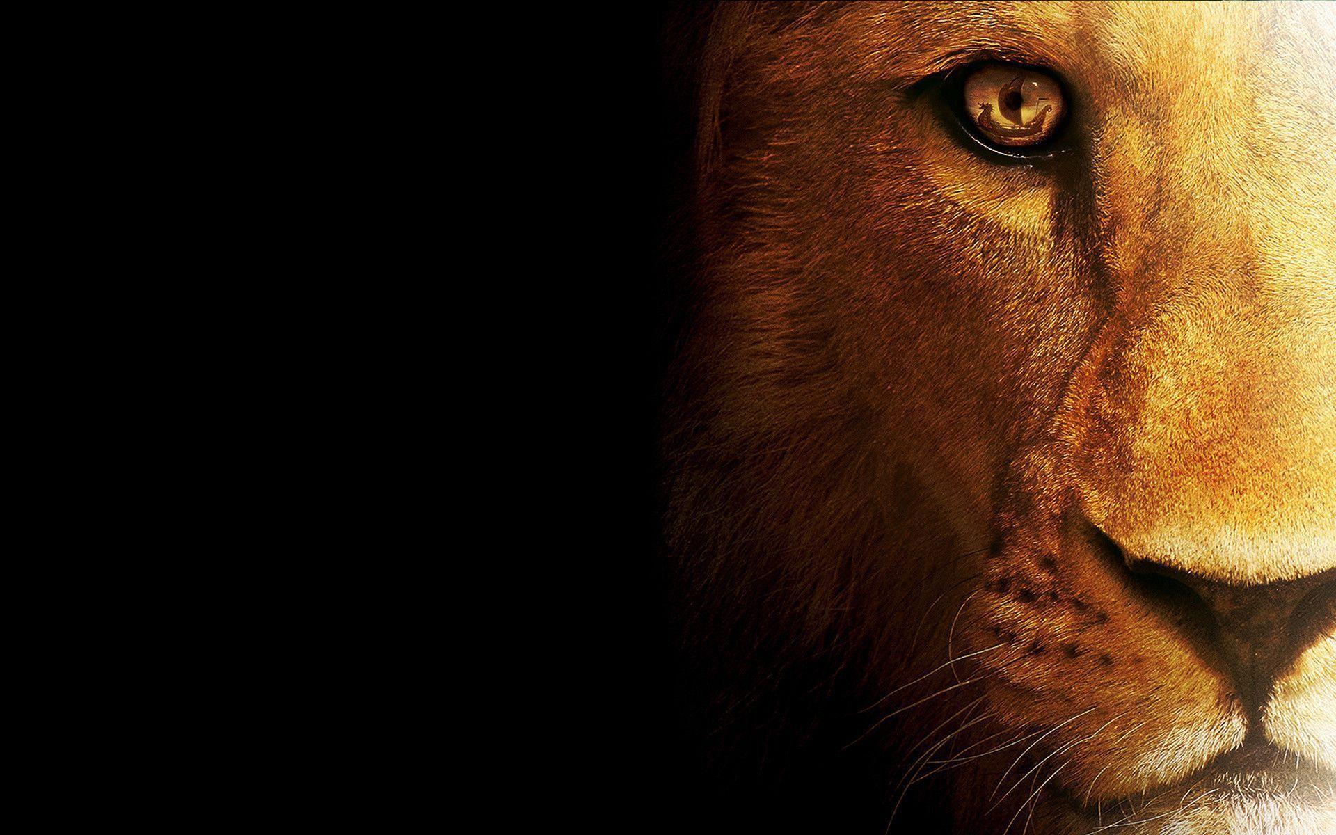 Lion face wallpapers