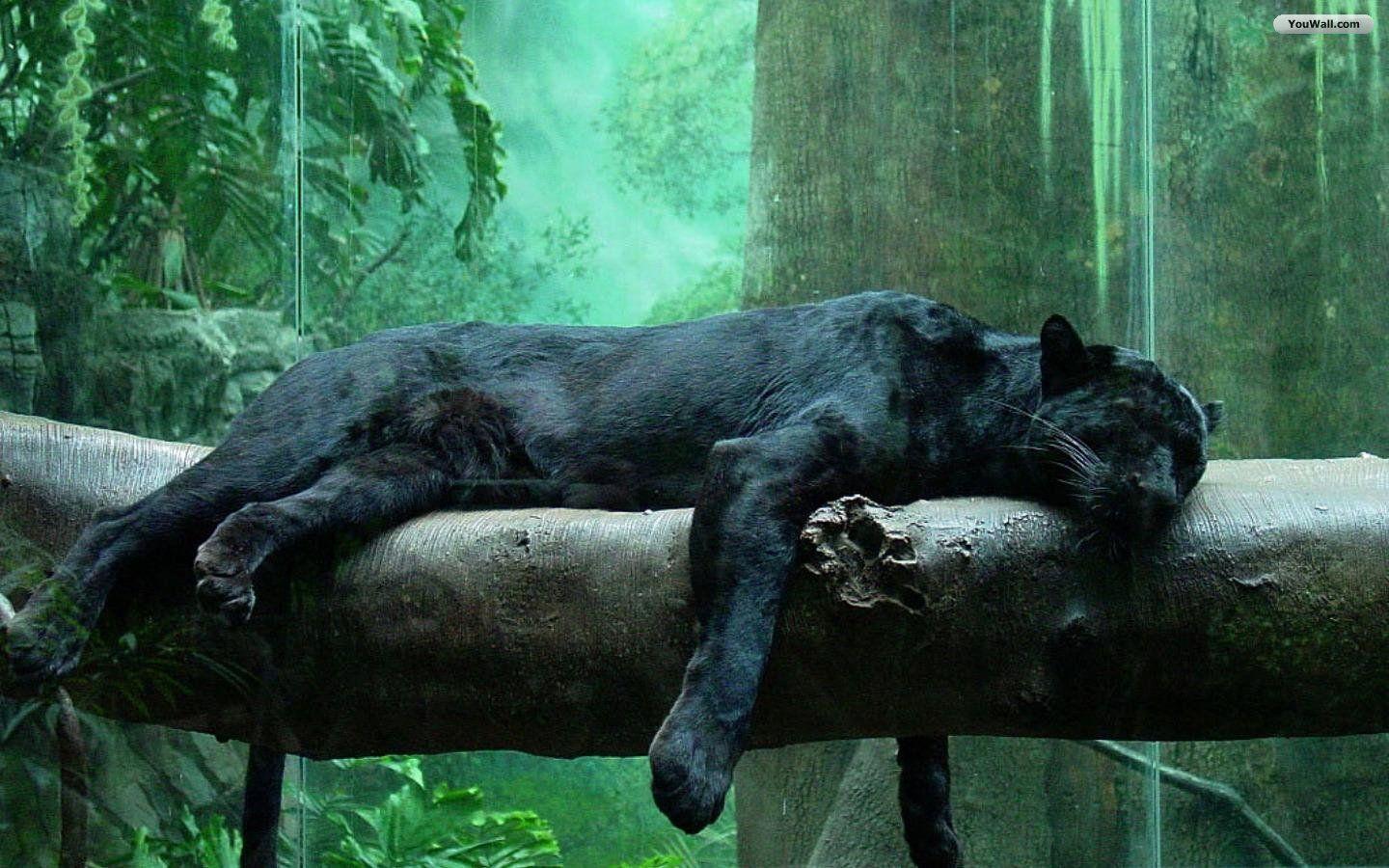 Black jaguar wallpapers