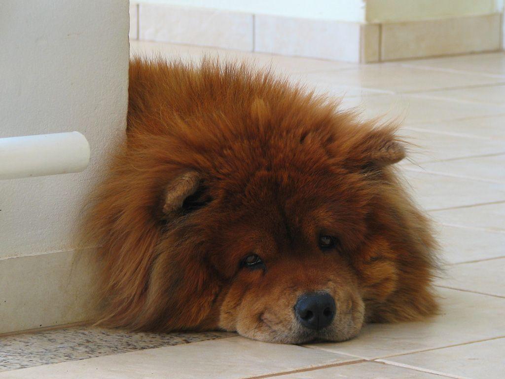 chow chow wallpapers wallpaper cave on chow chow wallpapers