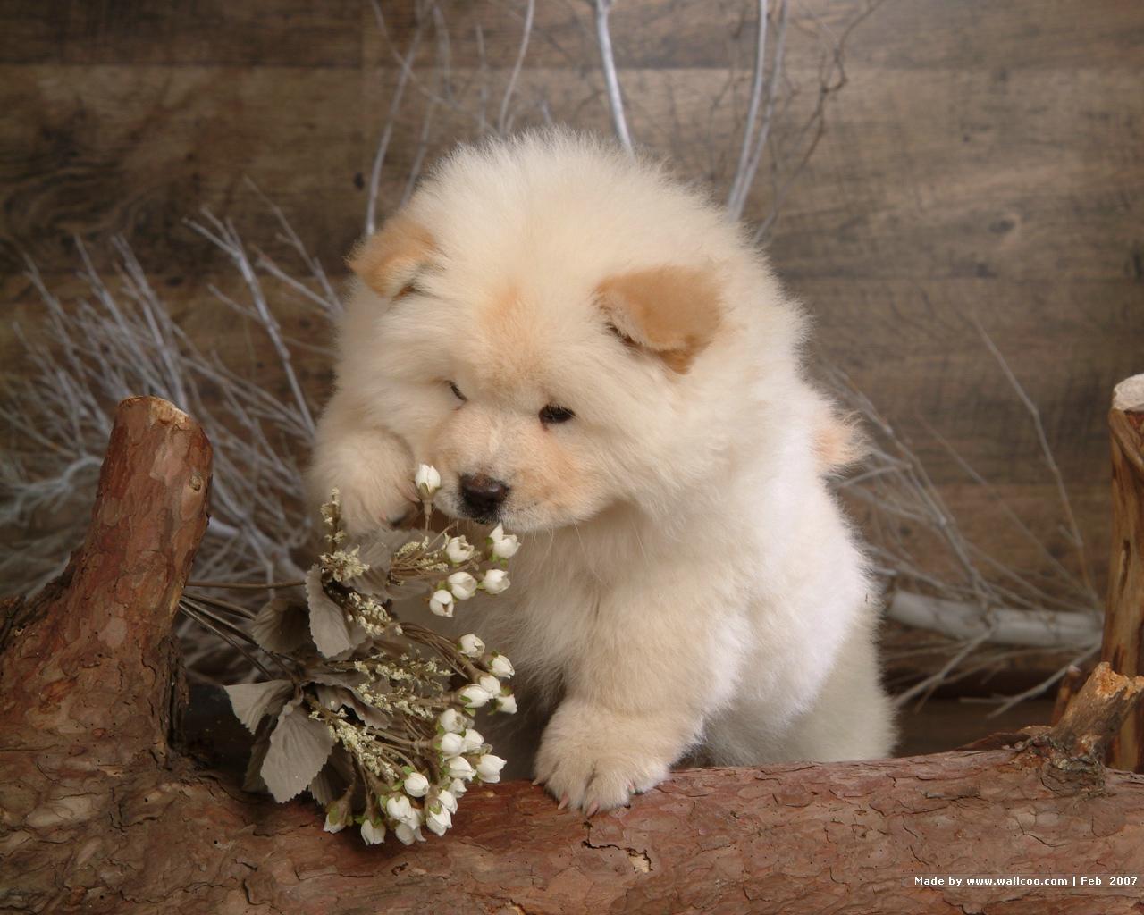 chow chow wallpapers wallpaper cave on chow chow wallpapers