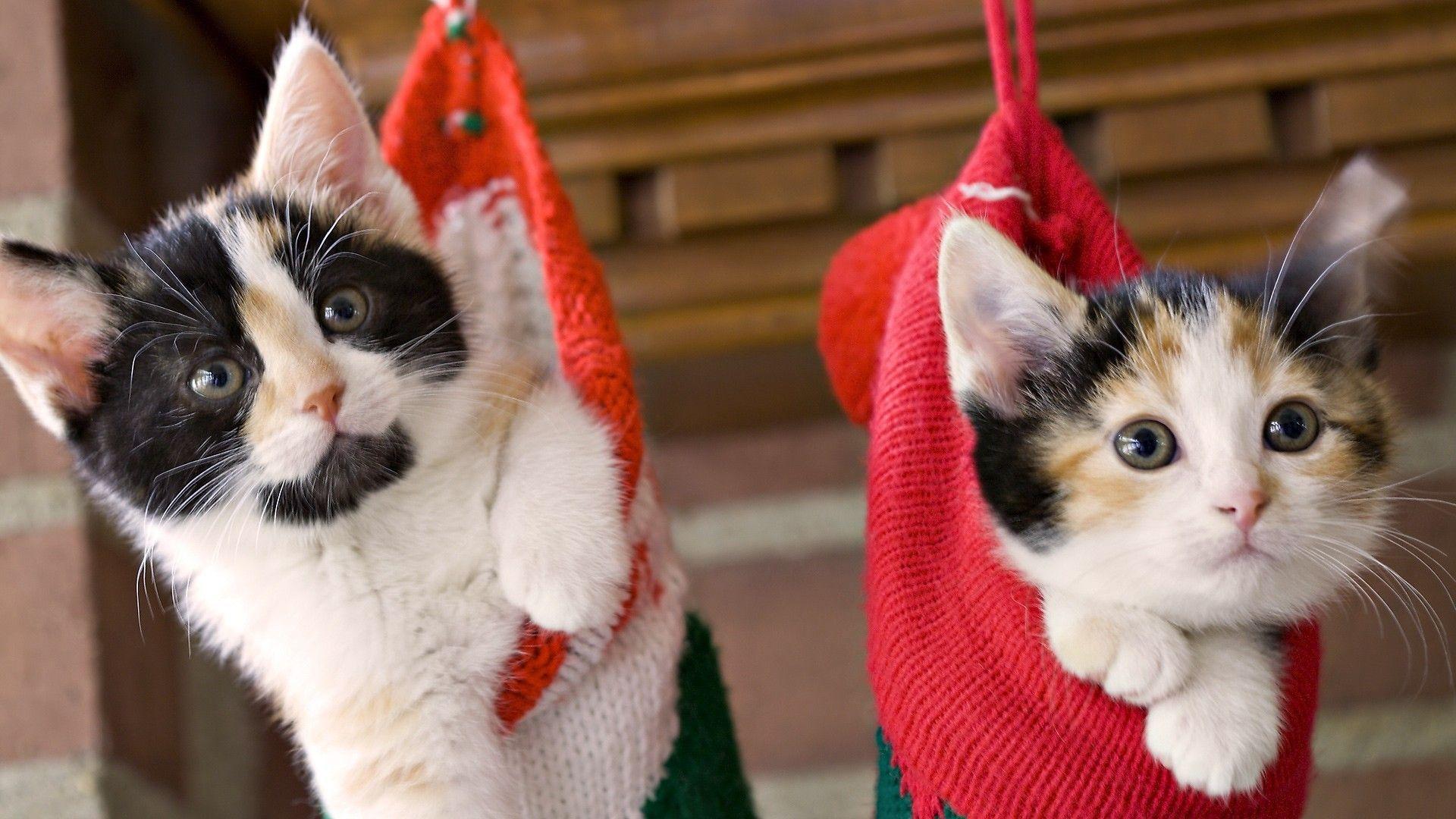 Christmas cat wallpapers