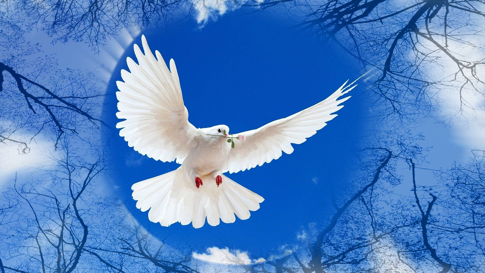White dove wallpapers