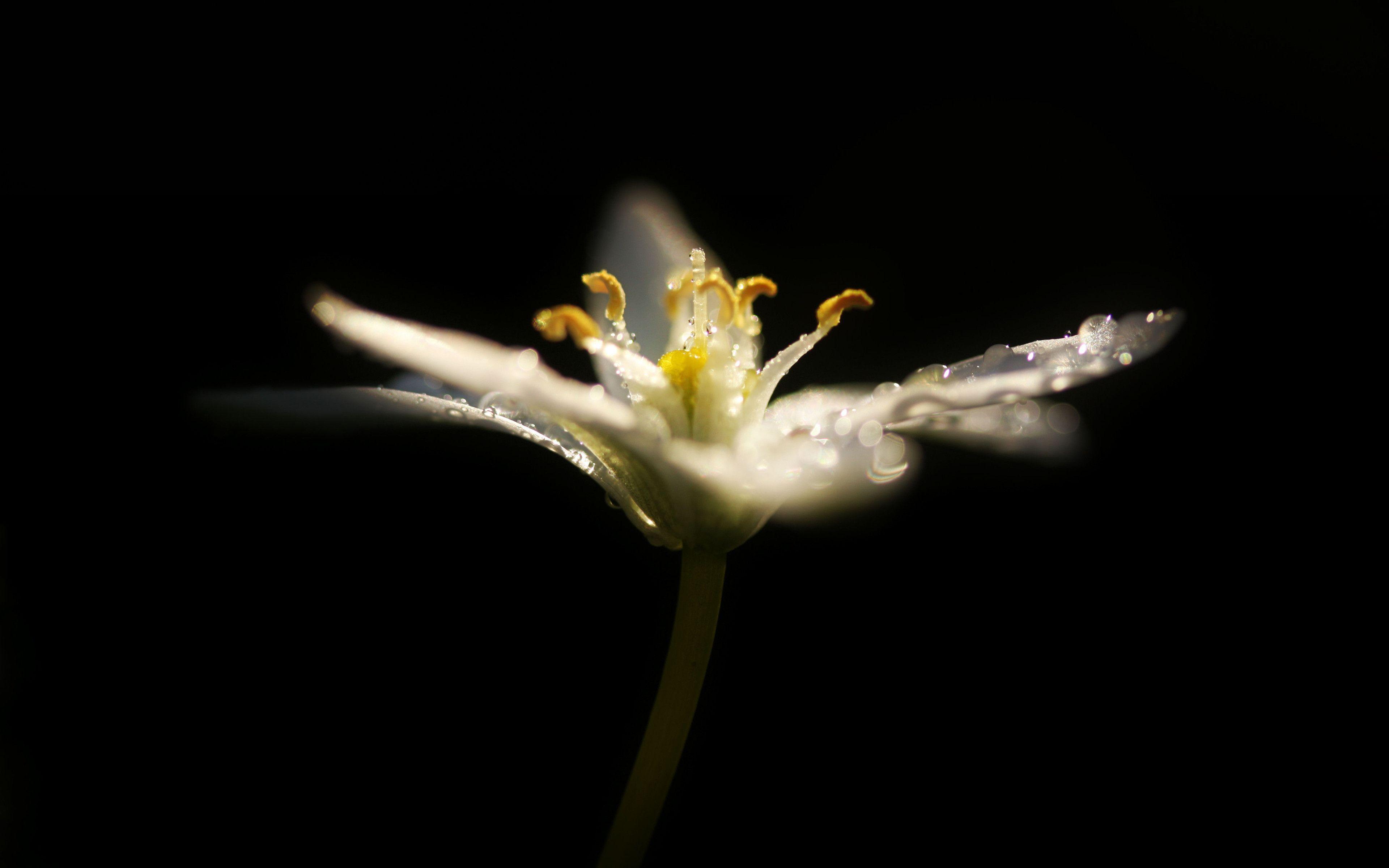 dark flower wallpapers wallpaper cave on wallpaper dark flower