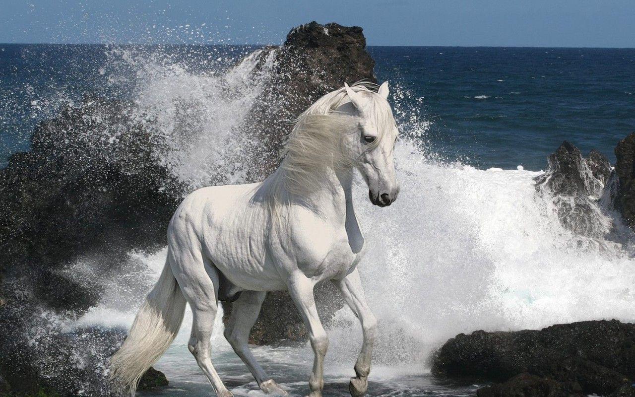 Women's health may earn commission from the links on this page, but we only feature products we believe in. White Horse Wallpapers Wallpaper Cave