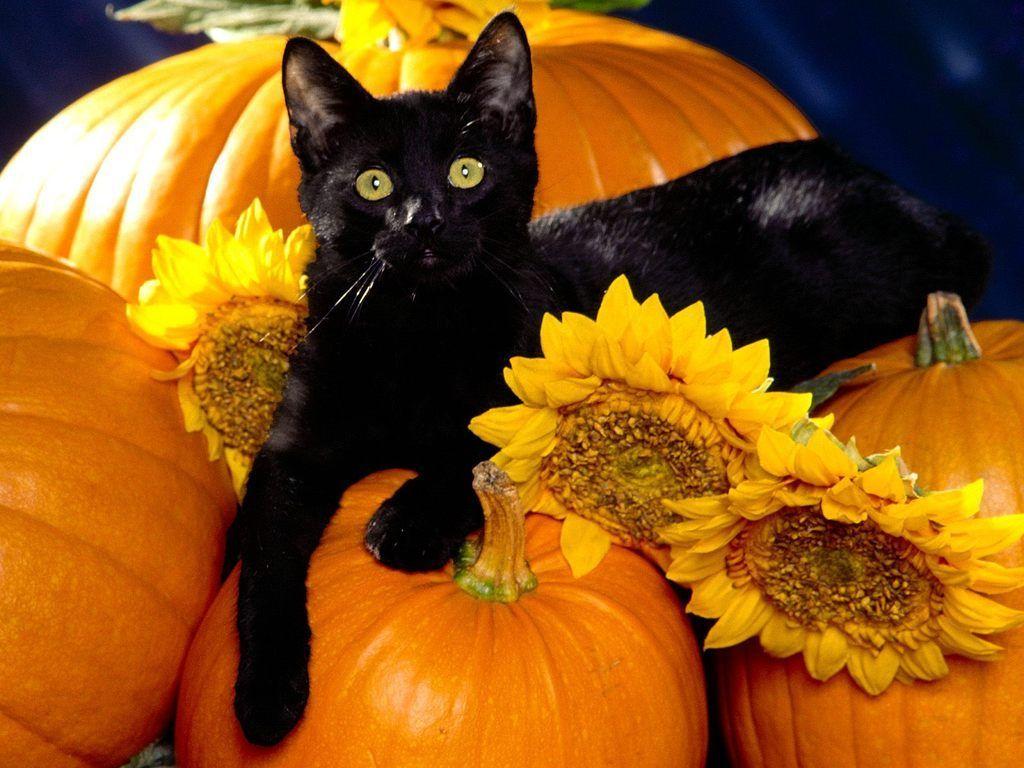 We've gathered more than 5 million images uploaded by our users and sorted them by the most popular ones. Halloween Cat Wallpapers Wallpaper Cave