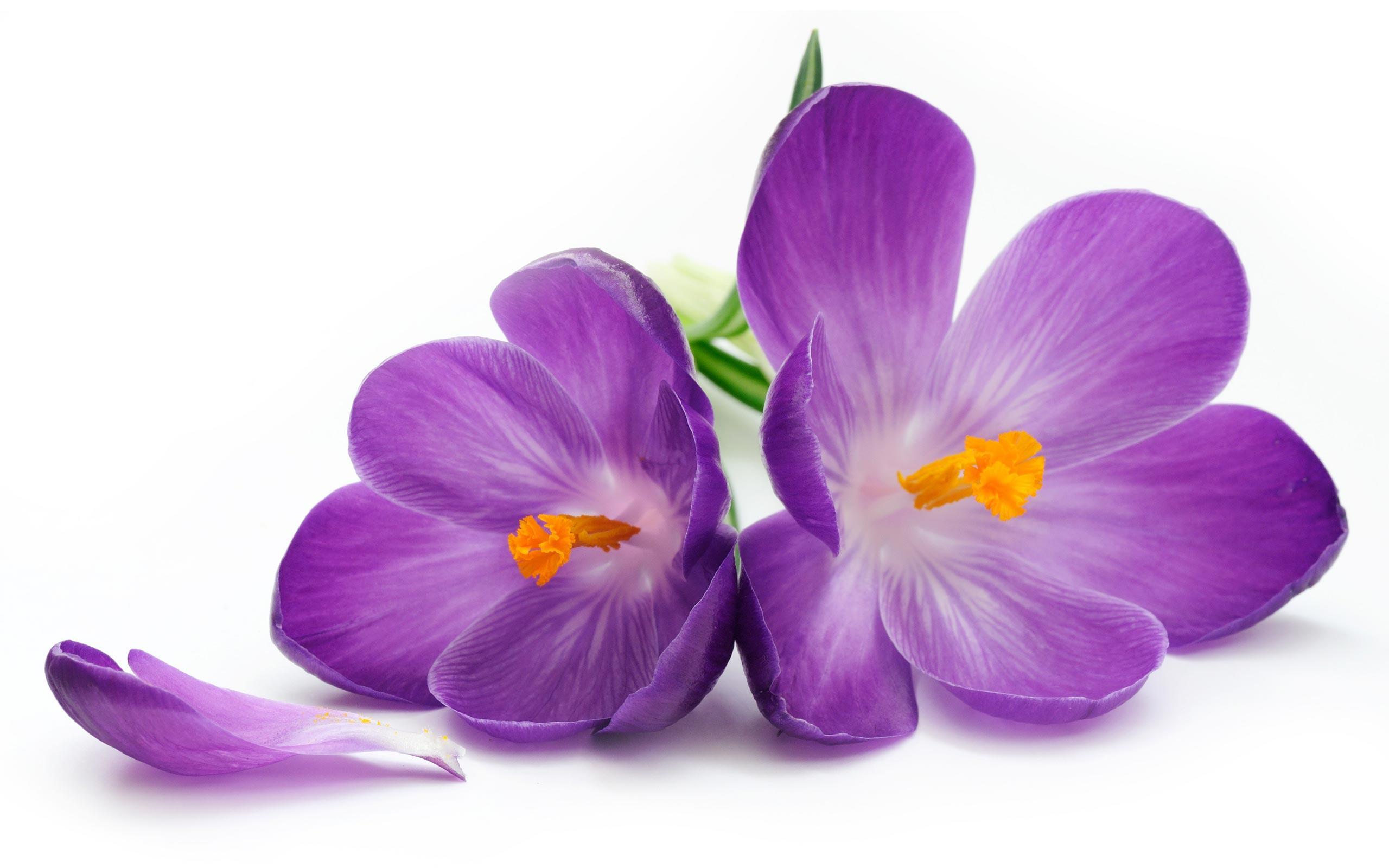 Purple flowers wallpapers