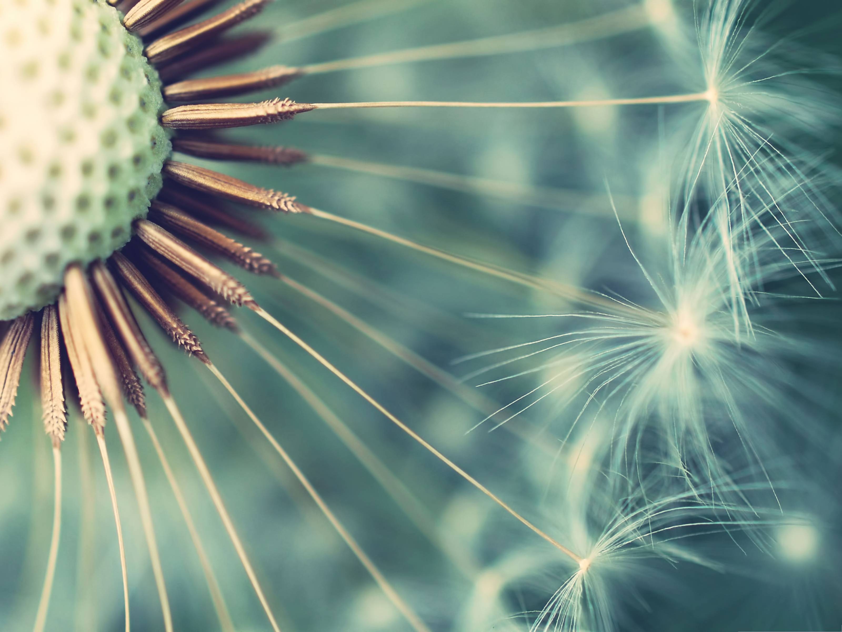 dandelion backgrounds wallpaper cave on dandelion wallpaper