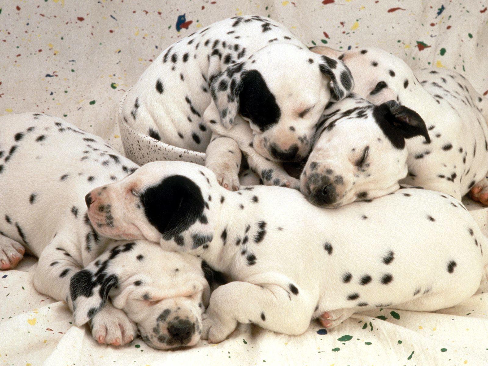 dalmatian wallpapers wallpaper cave on dalmatian wallpaper