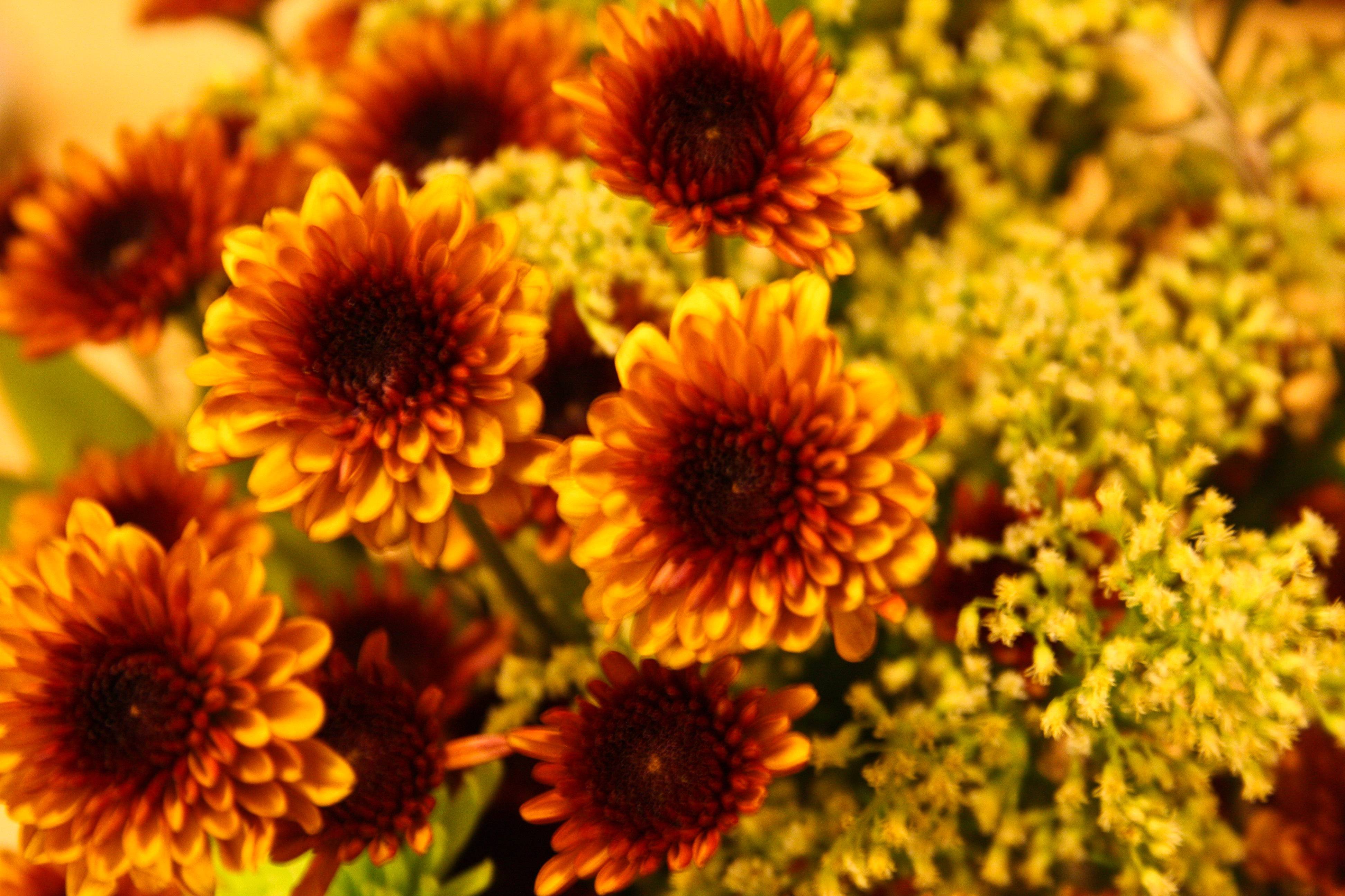 Fall flowers wallpapers