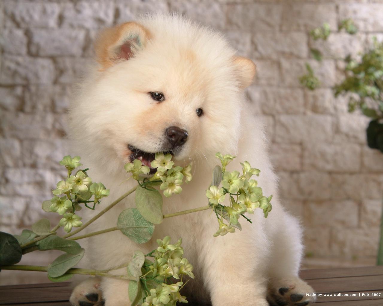 chow chow wallpapers wallpaper cave on chow chow wallpapers