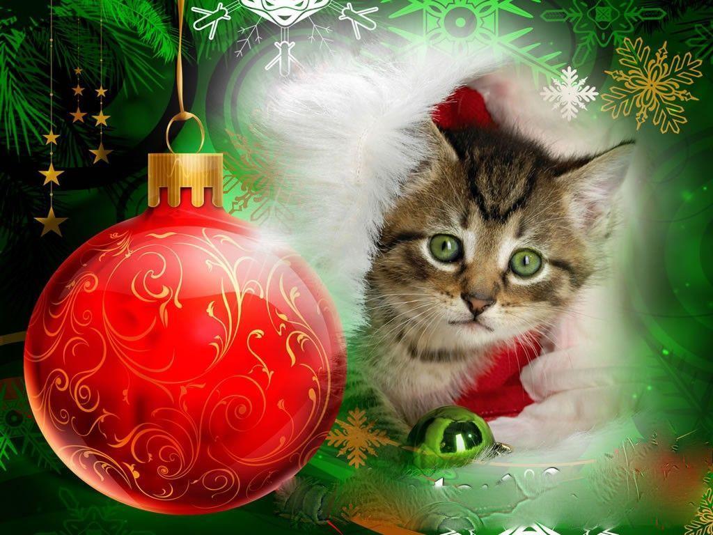 Christmas kitten wallpapers