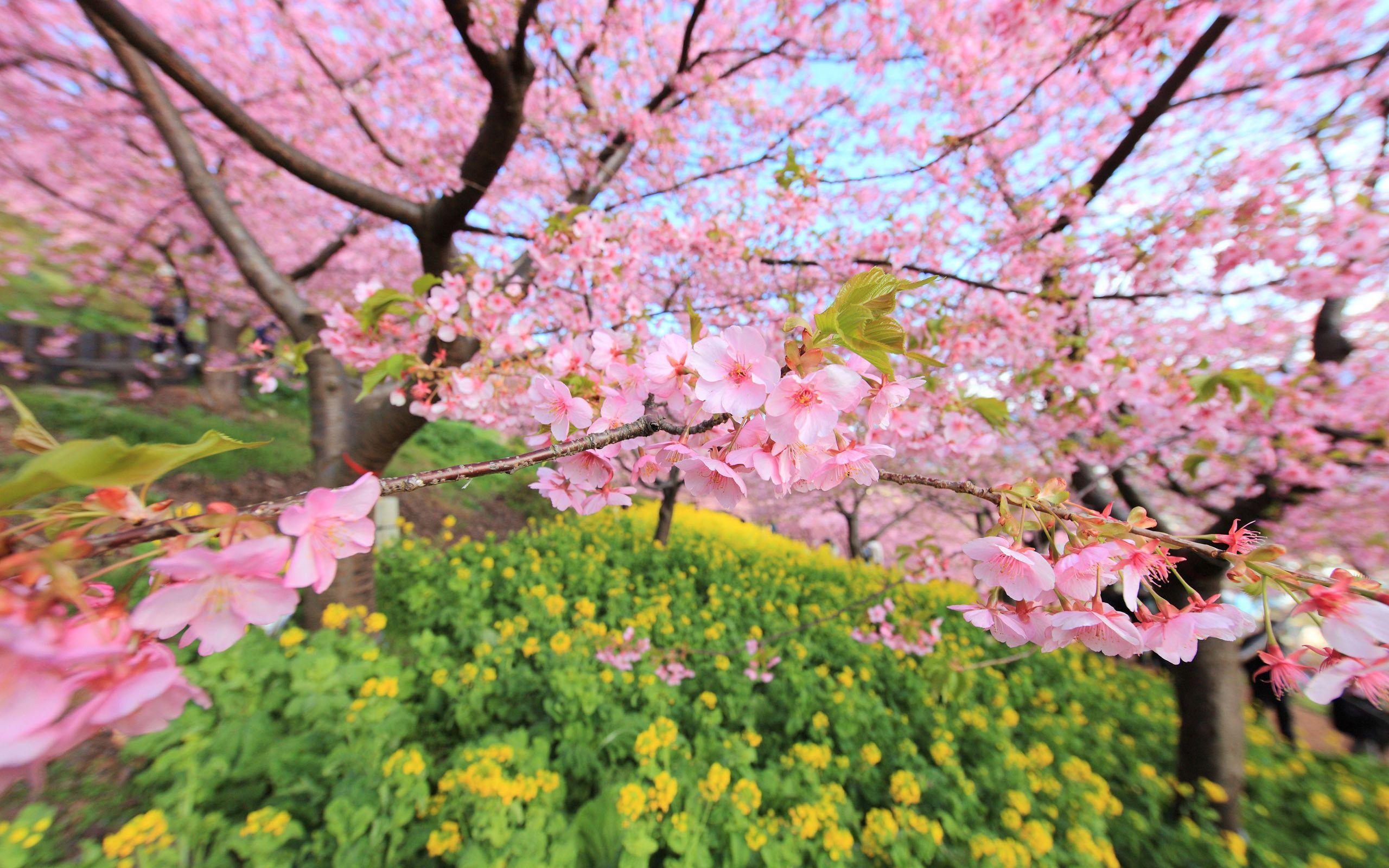 cherry blossom wallpapers wallpaper cave on cherry blossoms wallpaper