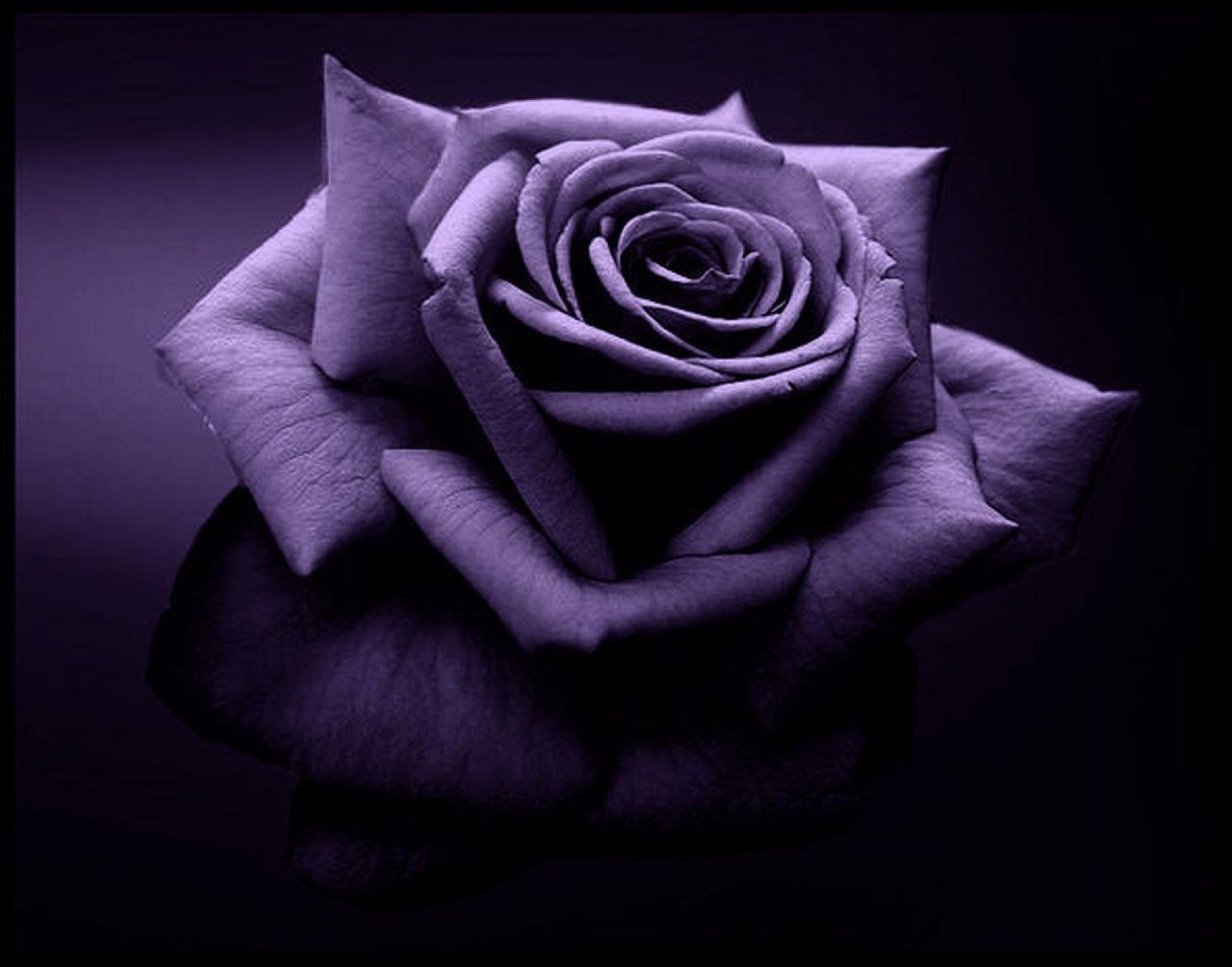 purple roses wallpapers wallpaper cave on purple roses background