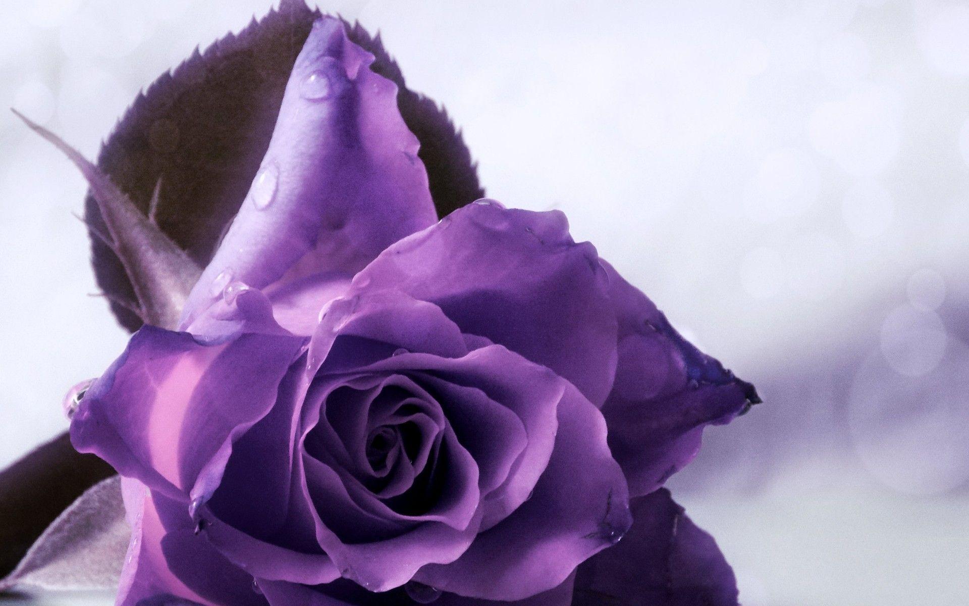 purple roses wallpapers wallpaper cave on purple roses background