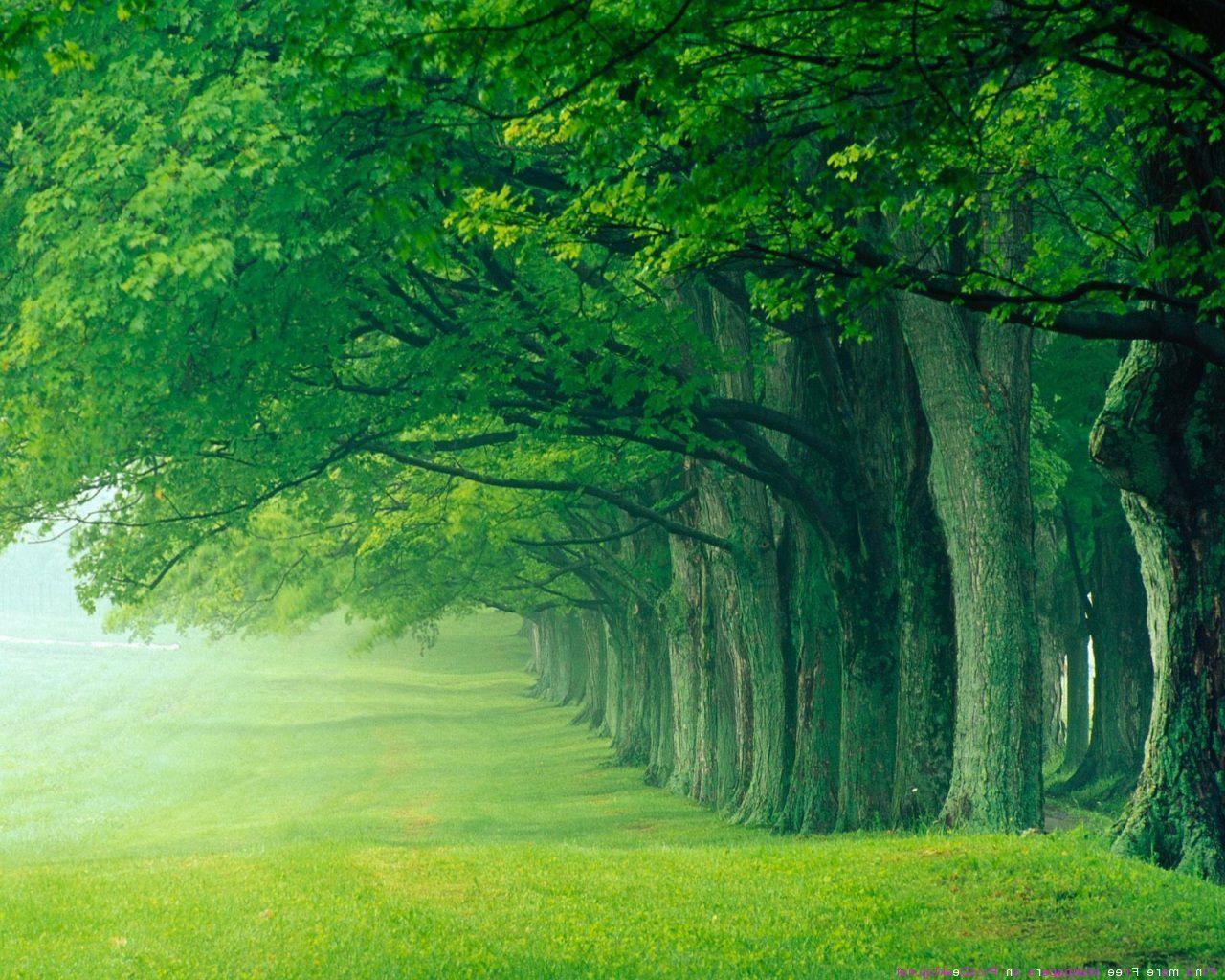 Green forest backgrounds