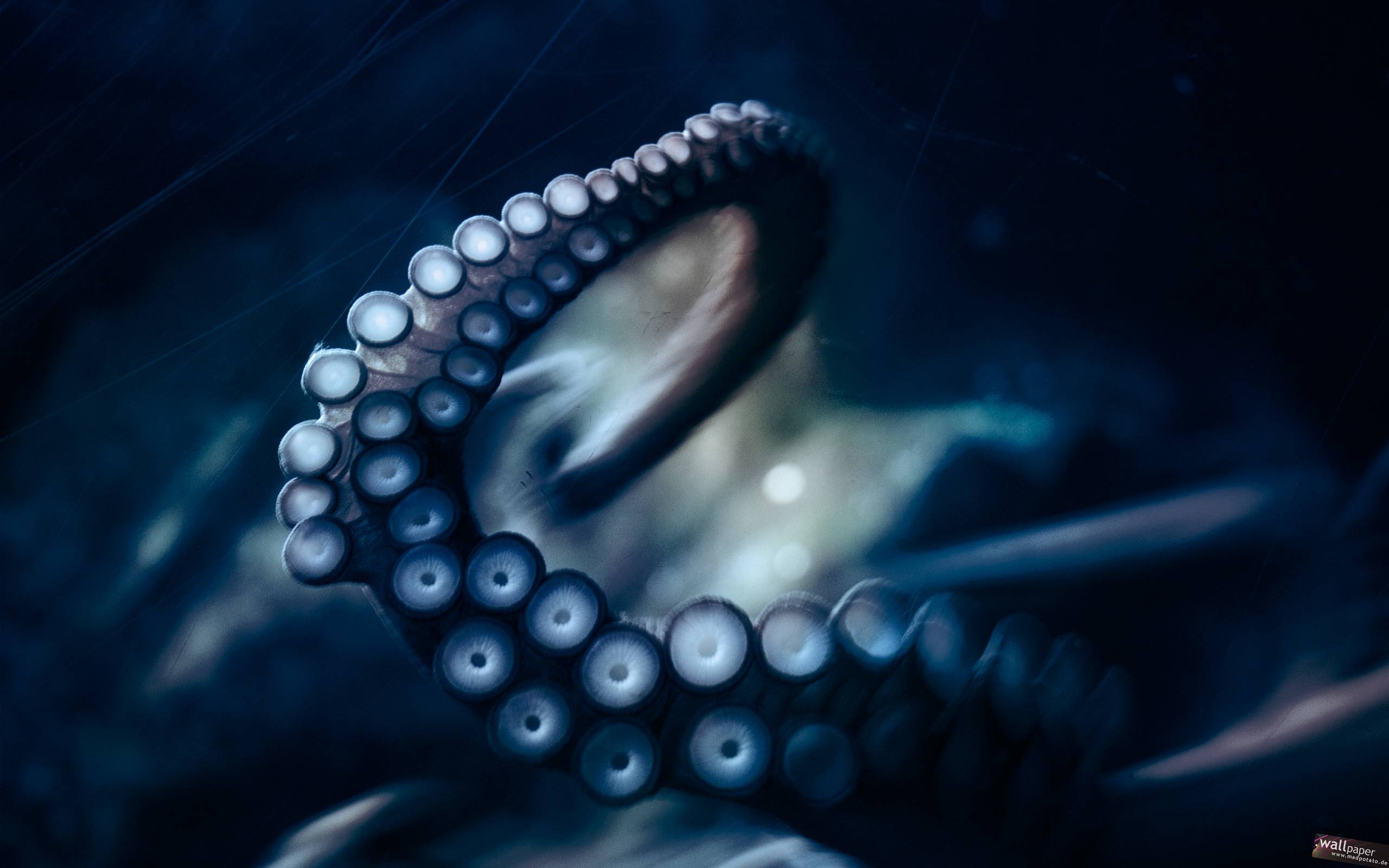 Gratuito immagini Octopus Wallpapers Wallpaper Cave il piu cool da parte di