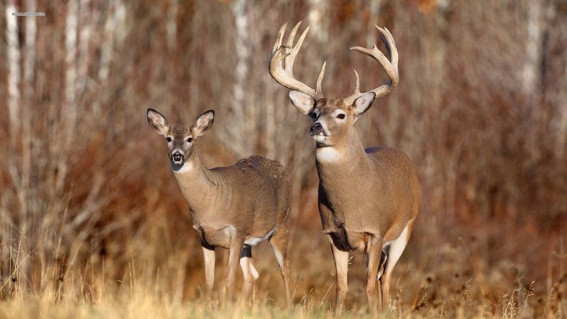 free whitetail deer wallpapers wallpaper cave on free whitetail deer wallpaper