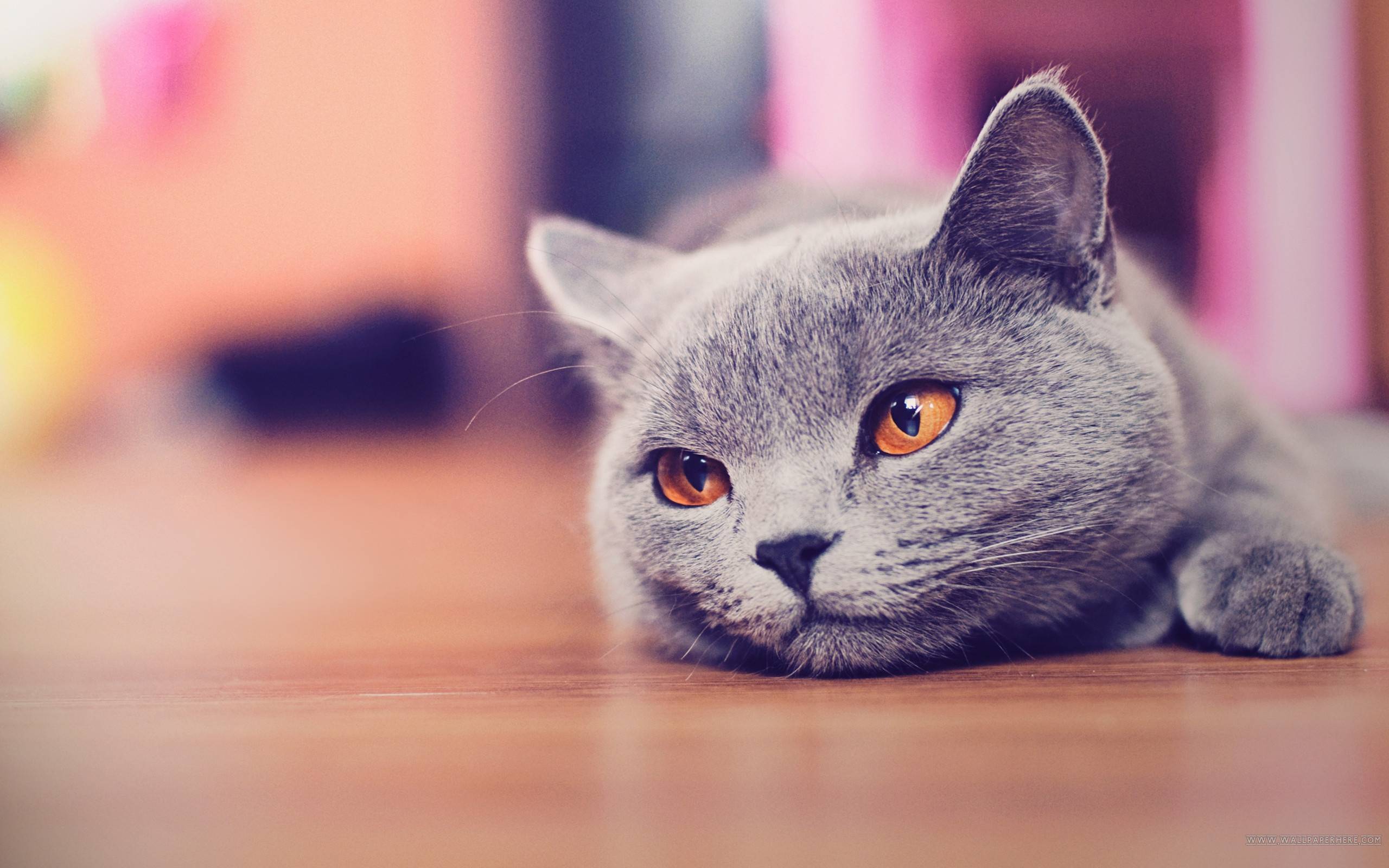 Cute cat backgrounds