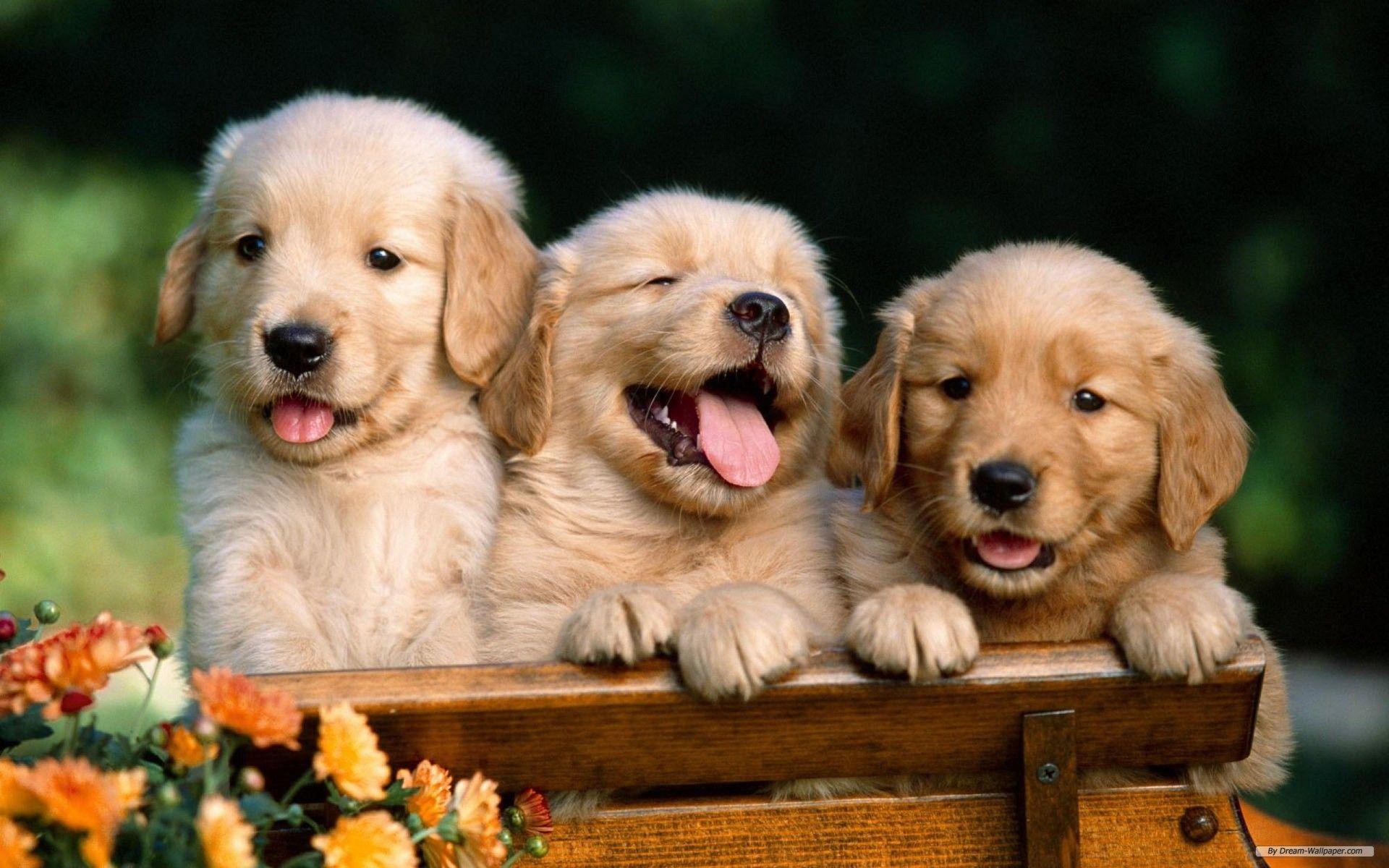 A curated selection of 60913 4k ultra hd animal wallpapers. Wallpapers With Animals Wallpaper Cave