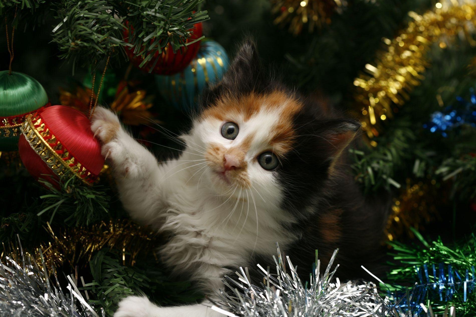 Christmas cat wallpapers