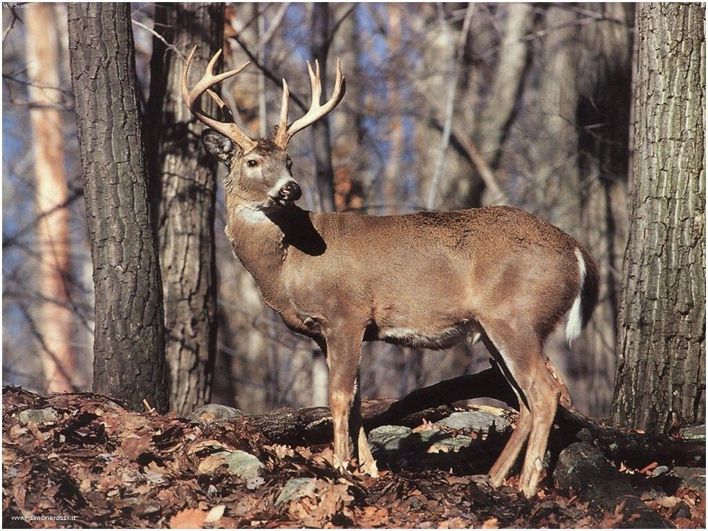 free whitetail deer wallpapers wallpaper cave on free whitetail deer wallpaper