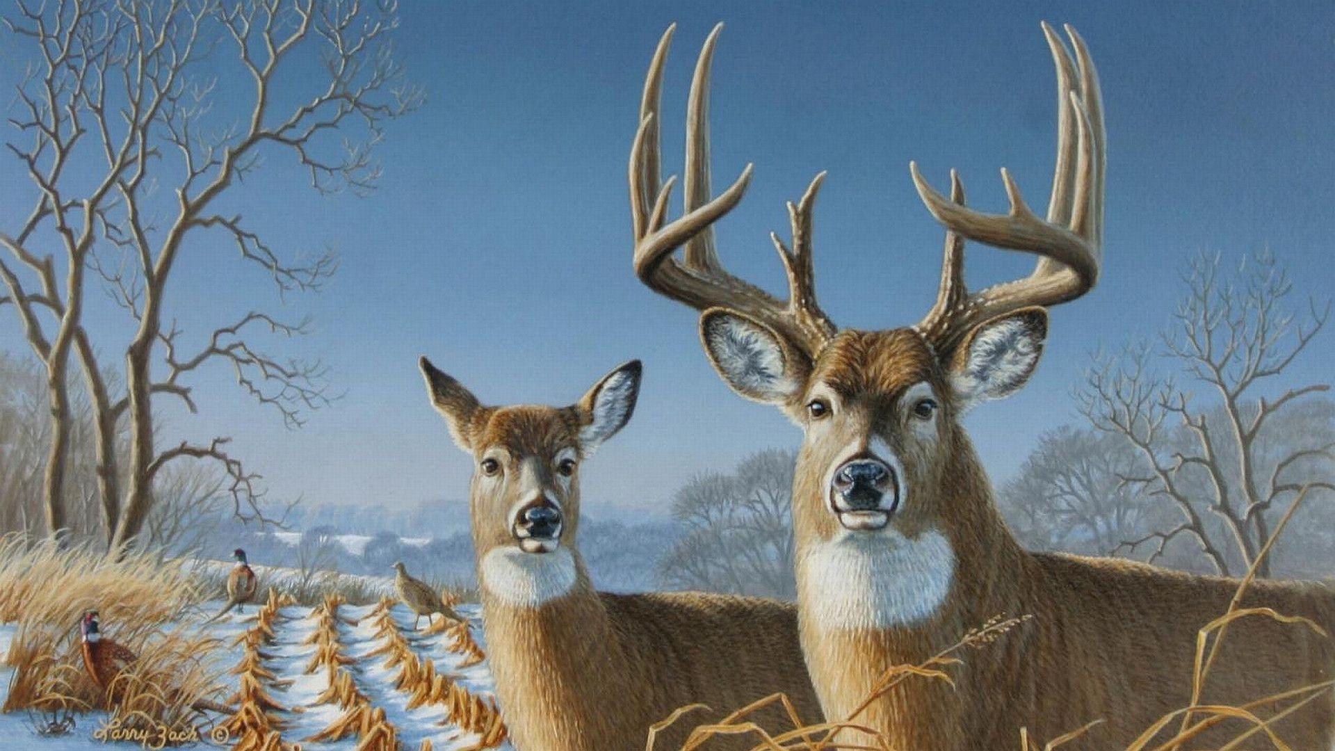 free whitetail deer wallpapers wallpaper cave on free whitetail deer wallpaper