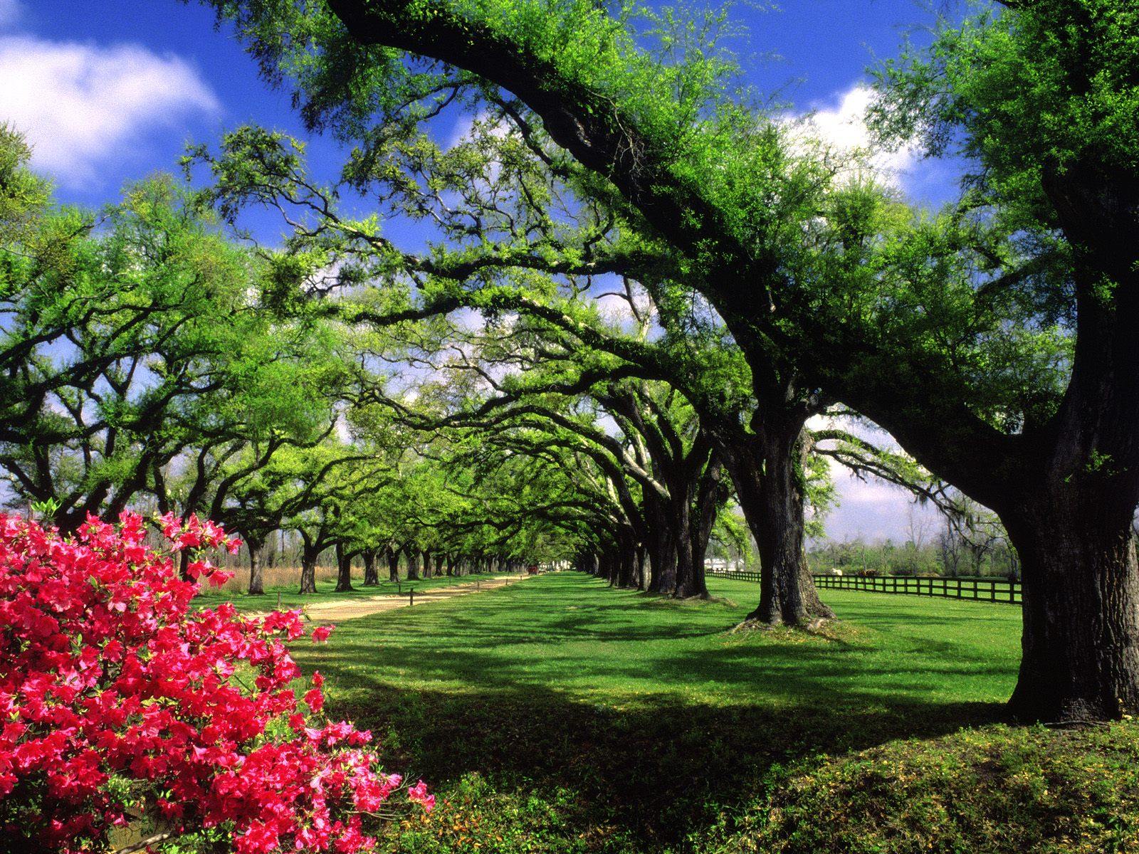 Ottieni immagini Beautiful Nature Wallpapers Wallpaper Cave il piu cool da parte di