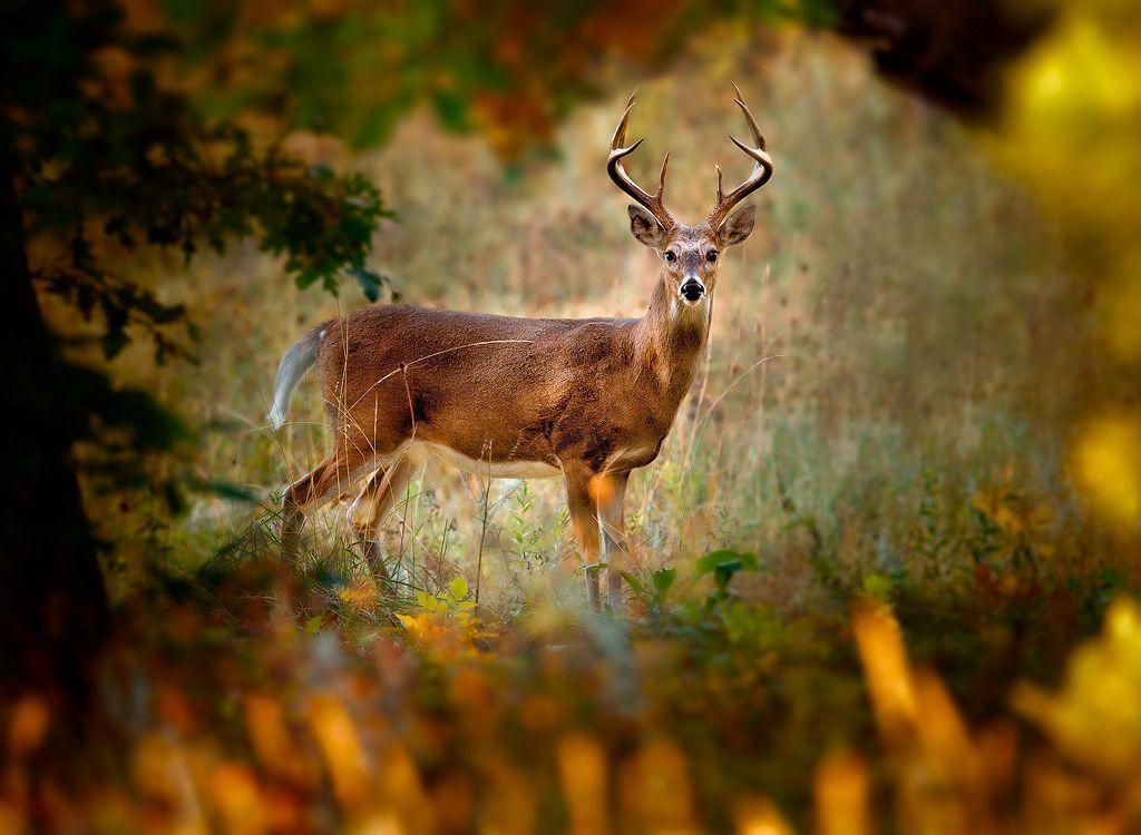 whitetail deer backgrounds wallpaper cave on free whitetail deer wallpaper