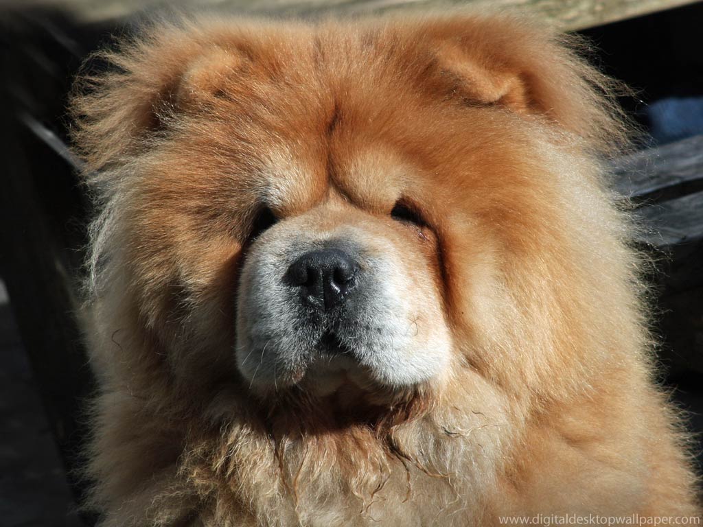 chow chow wallpapers wallpaper cave on chow chow wallpapers