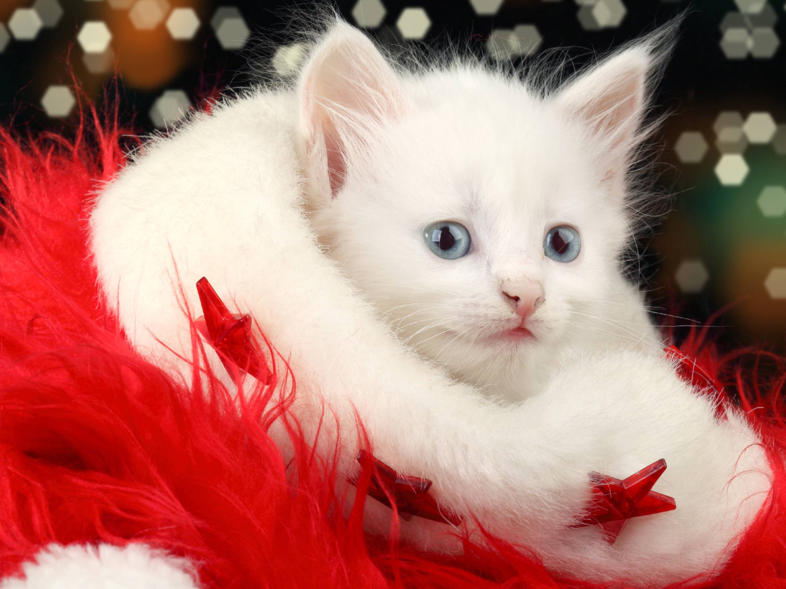 Christmas cat wallpapers