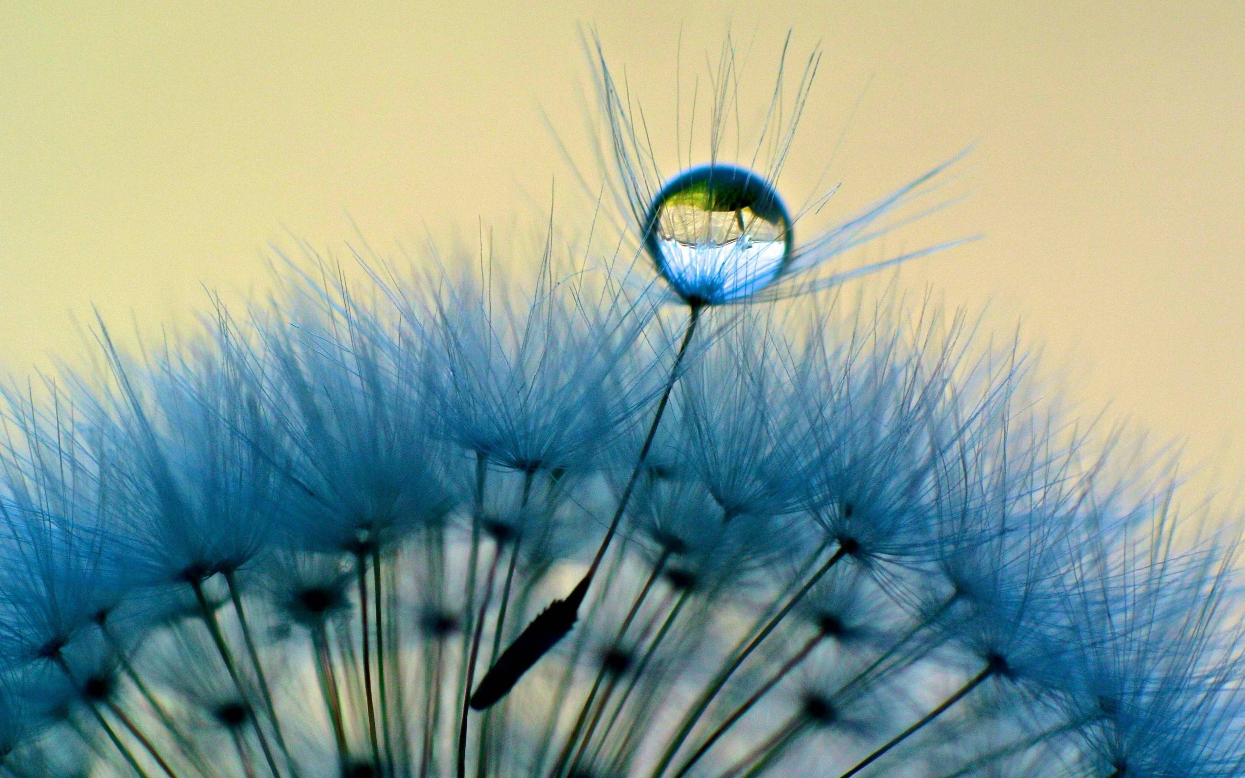 dandelion backgrounds wallpaper cave on dandelion wallpaper