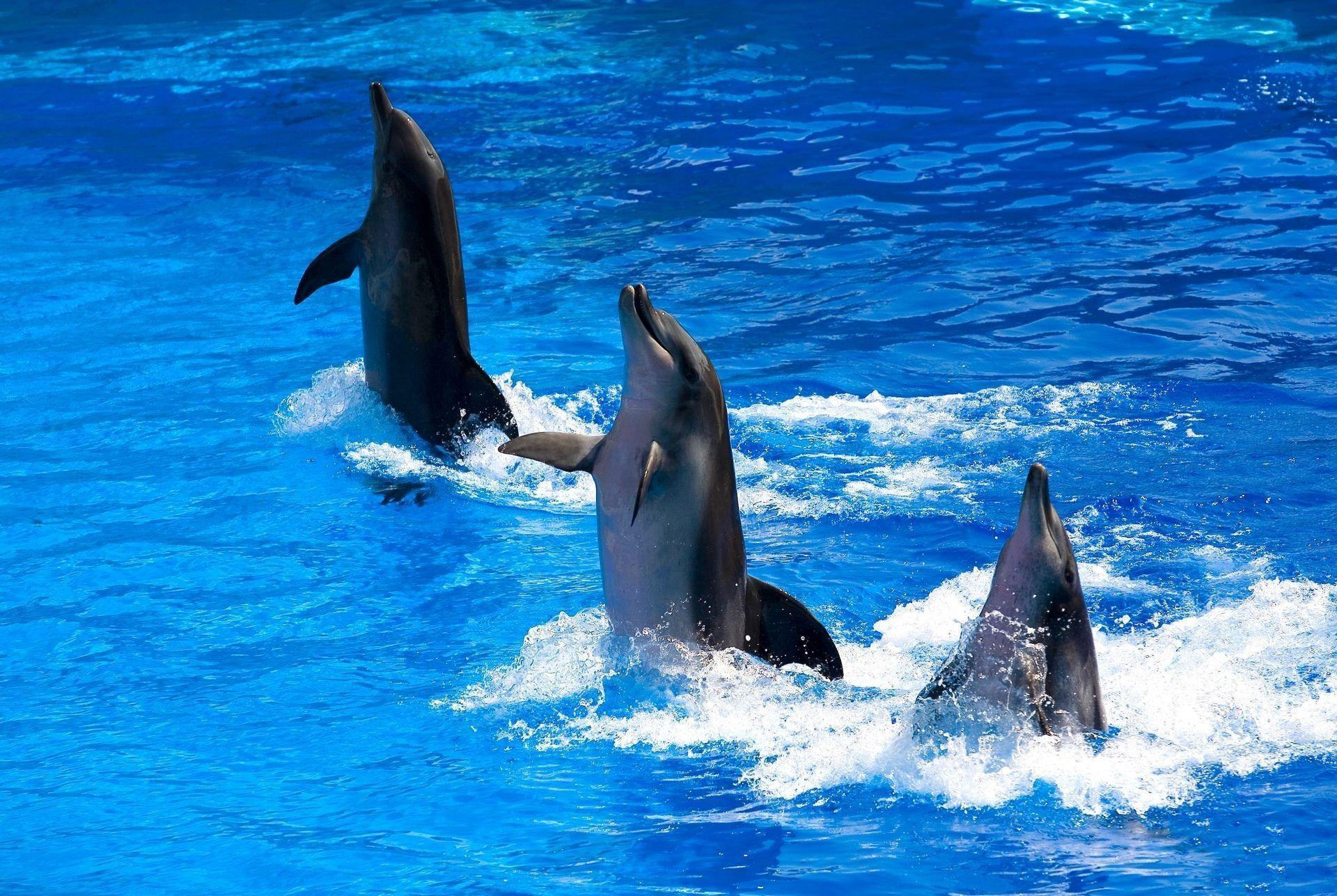 cute dolphin wallpapers wallpaper cave on cute dolphin wallpaper