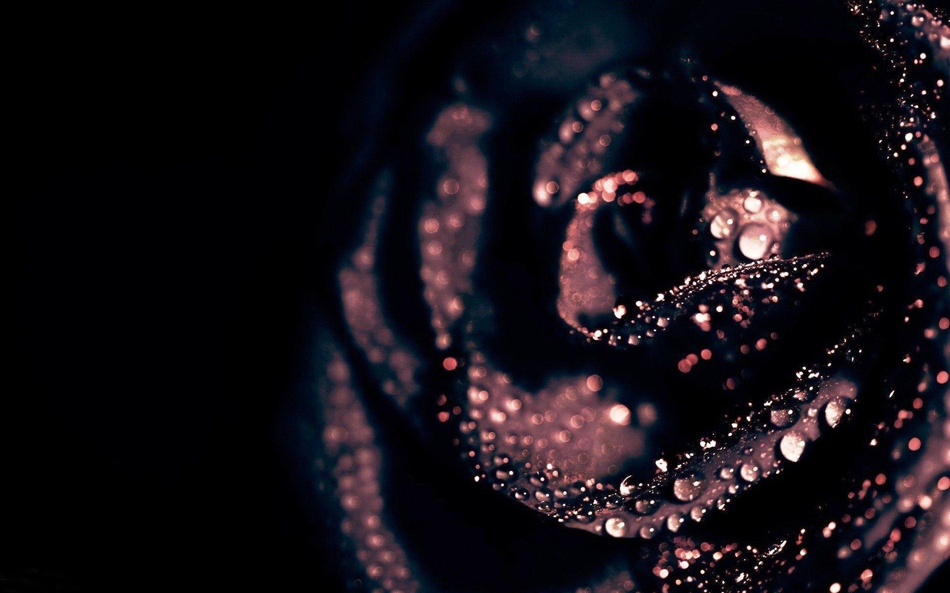 Black rose wallpapers