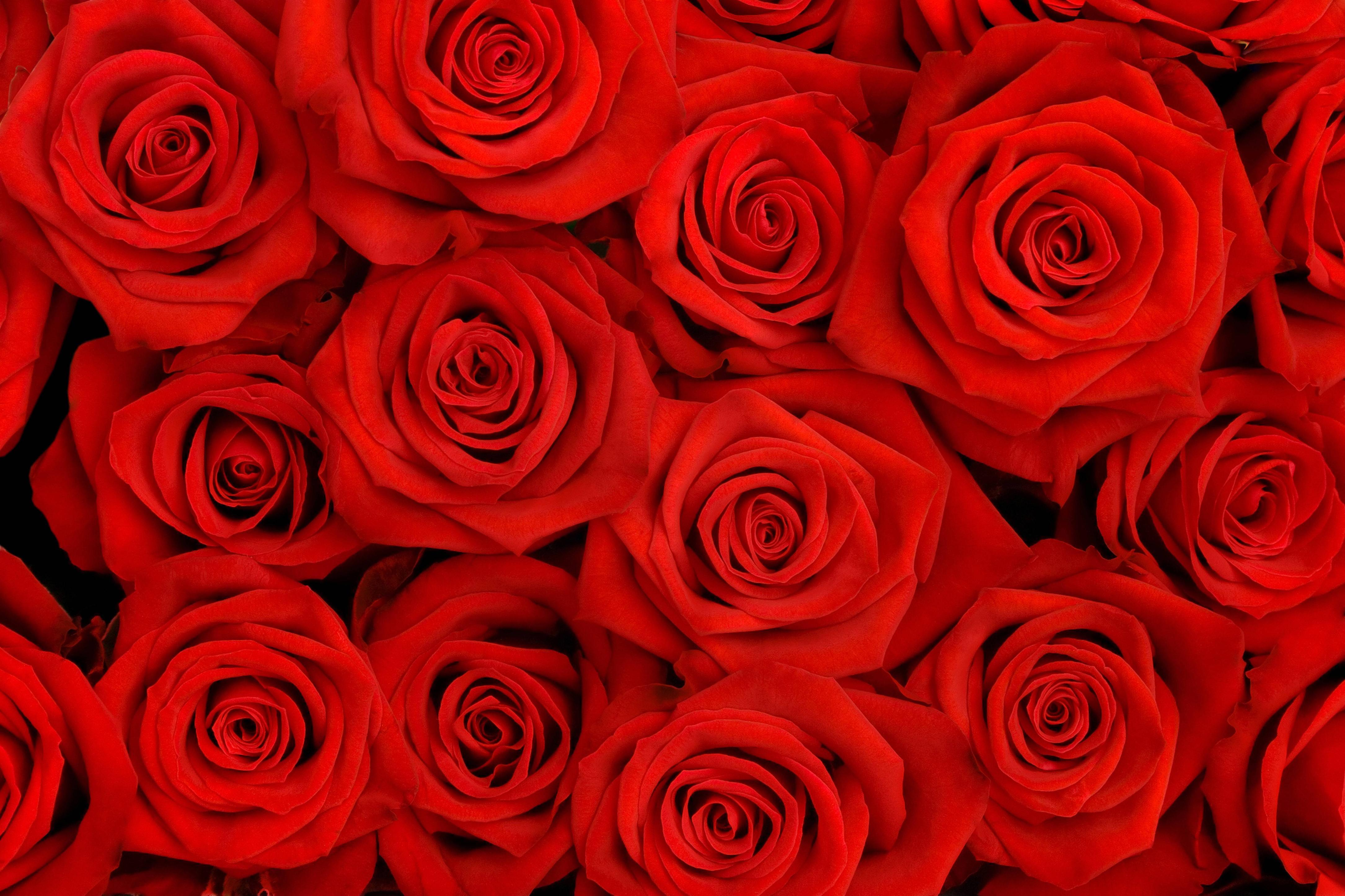 Red roses backgrounds
