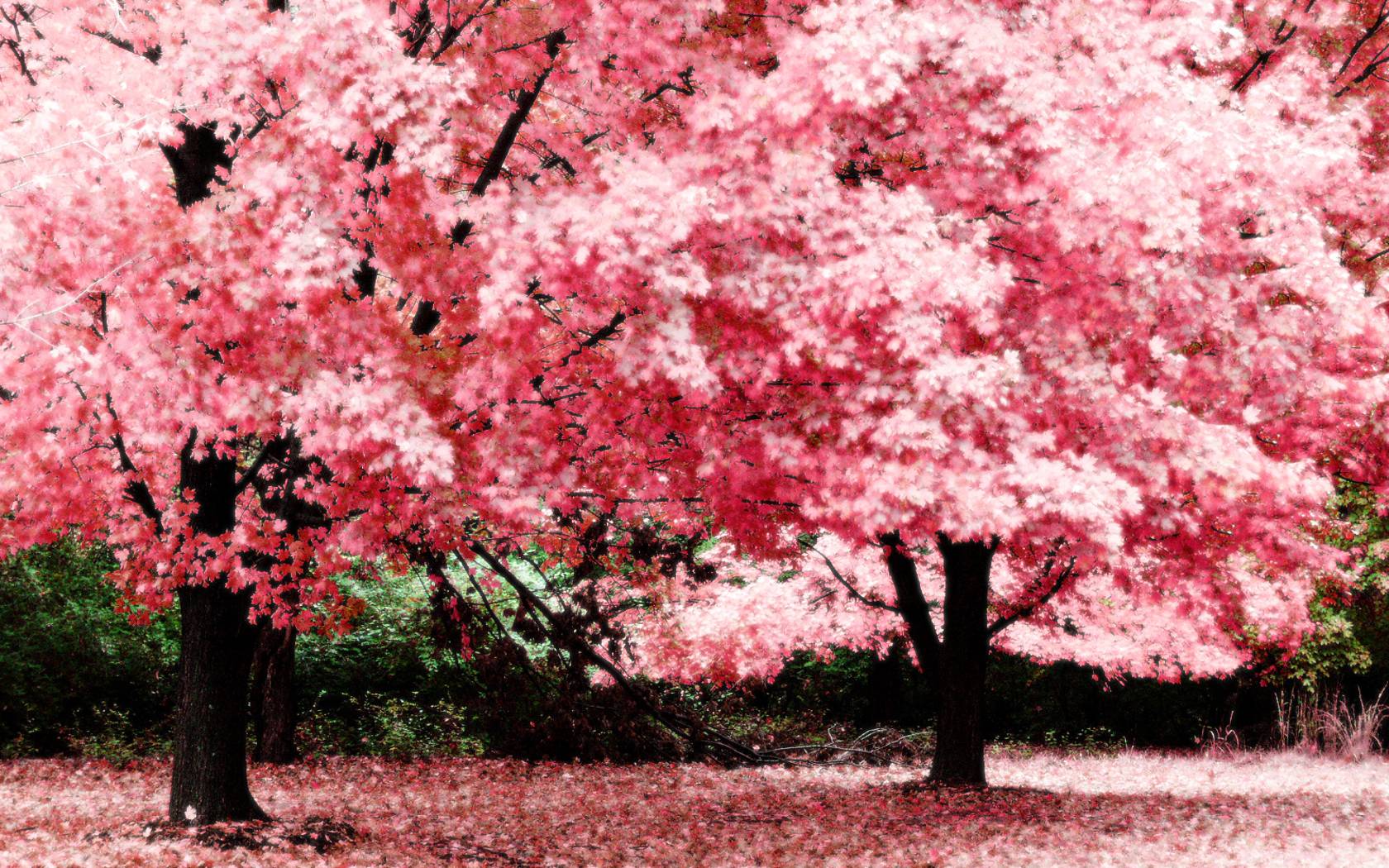 pink tree wallpapers wallpaper cave on pink tree wallpaper