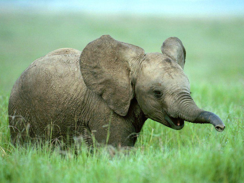 baby elephant wallpapers wallpaper cave on cute elephant wallpapers