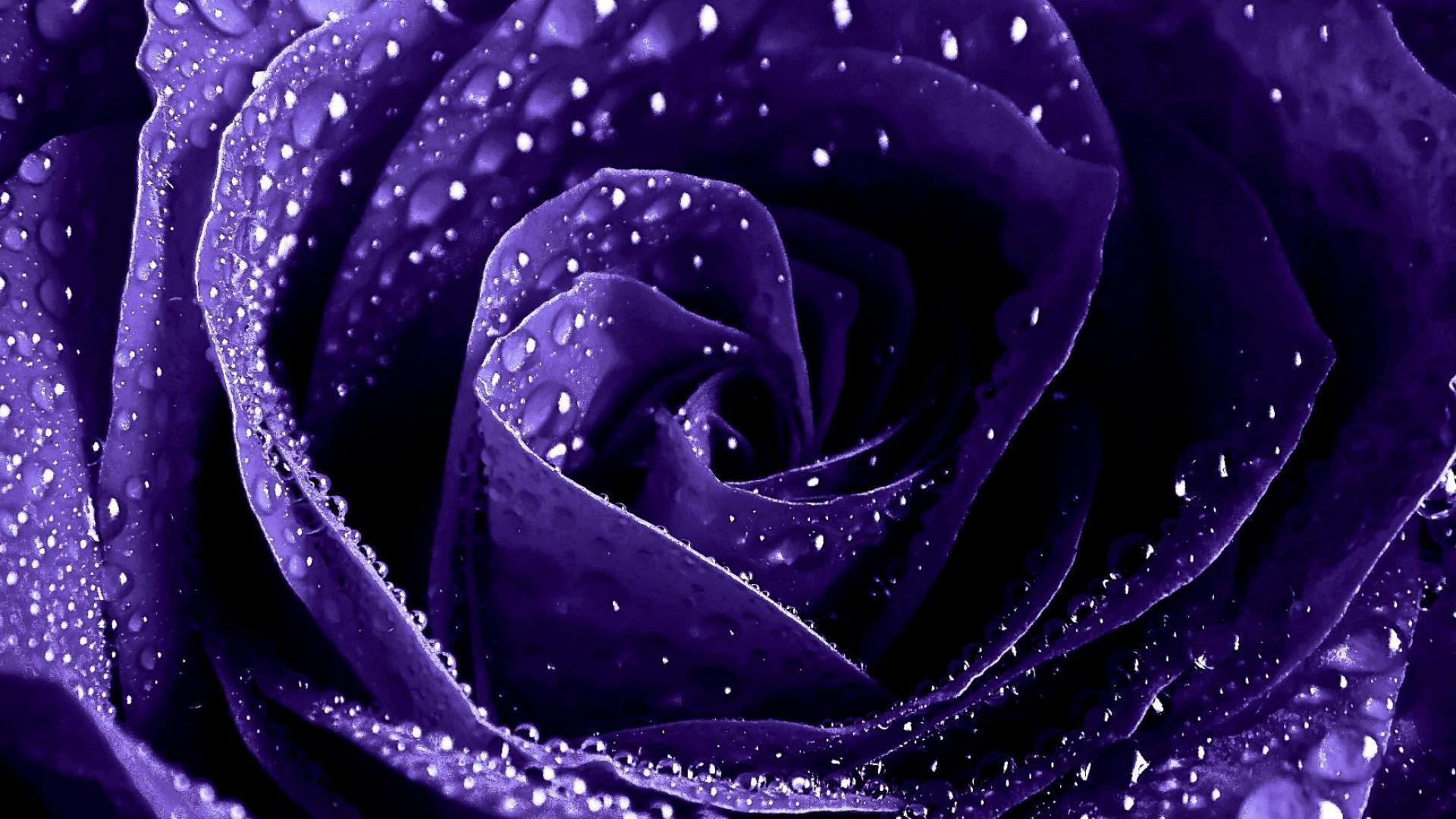 purple rose wallpapers wallpaper cave on purple roses background