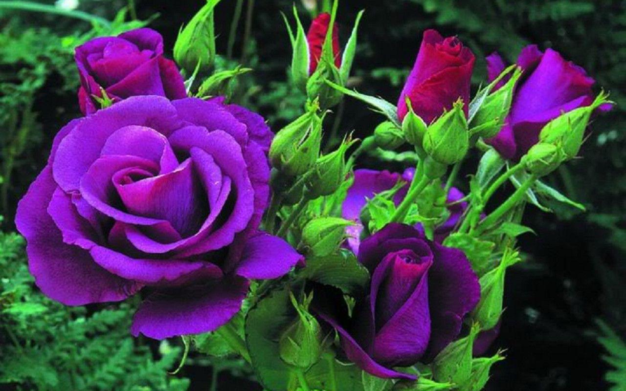 purple roses wallpapers wallpaper cave on purple roses background