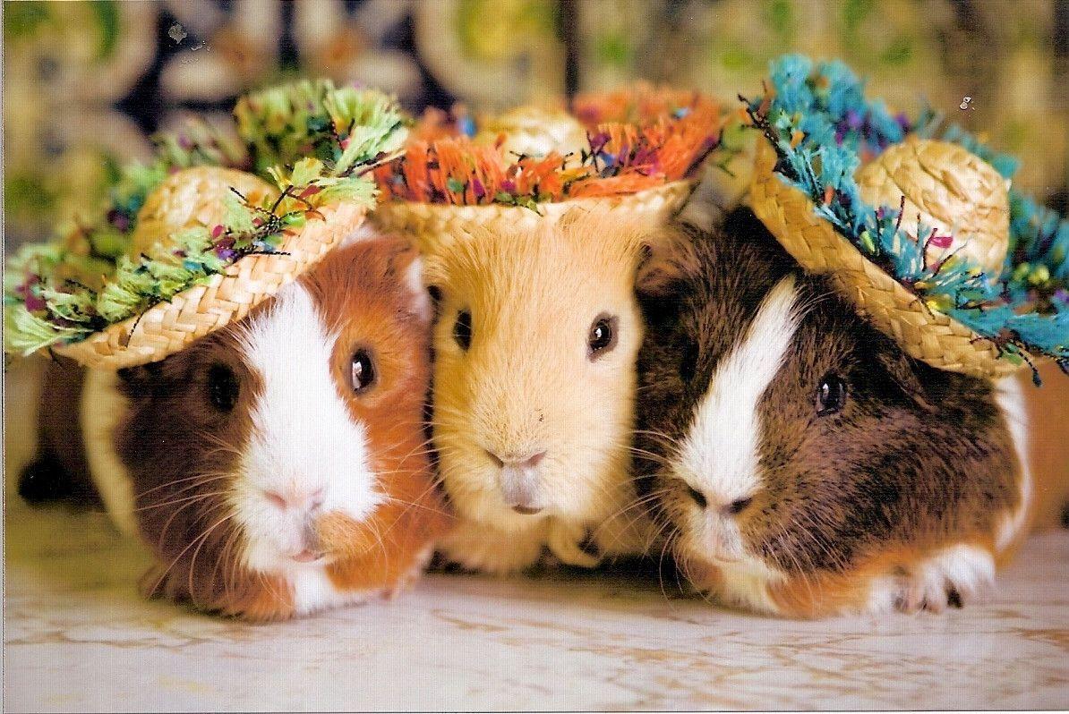 No natural population of this species exists in the wild. Guinea Pig Wallpapers Wallpaper Cave