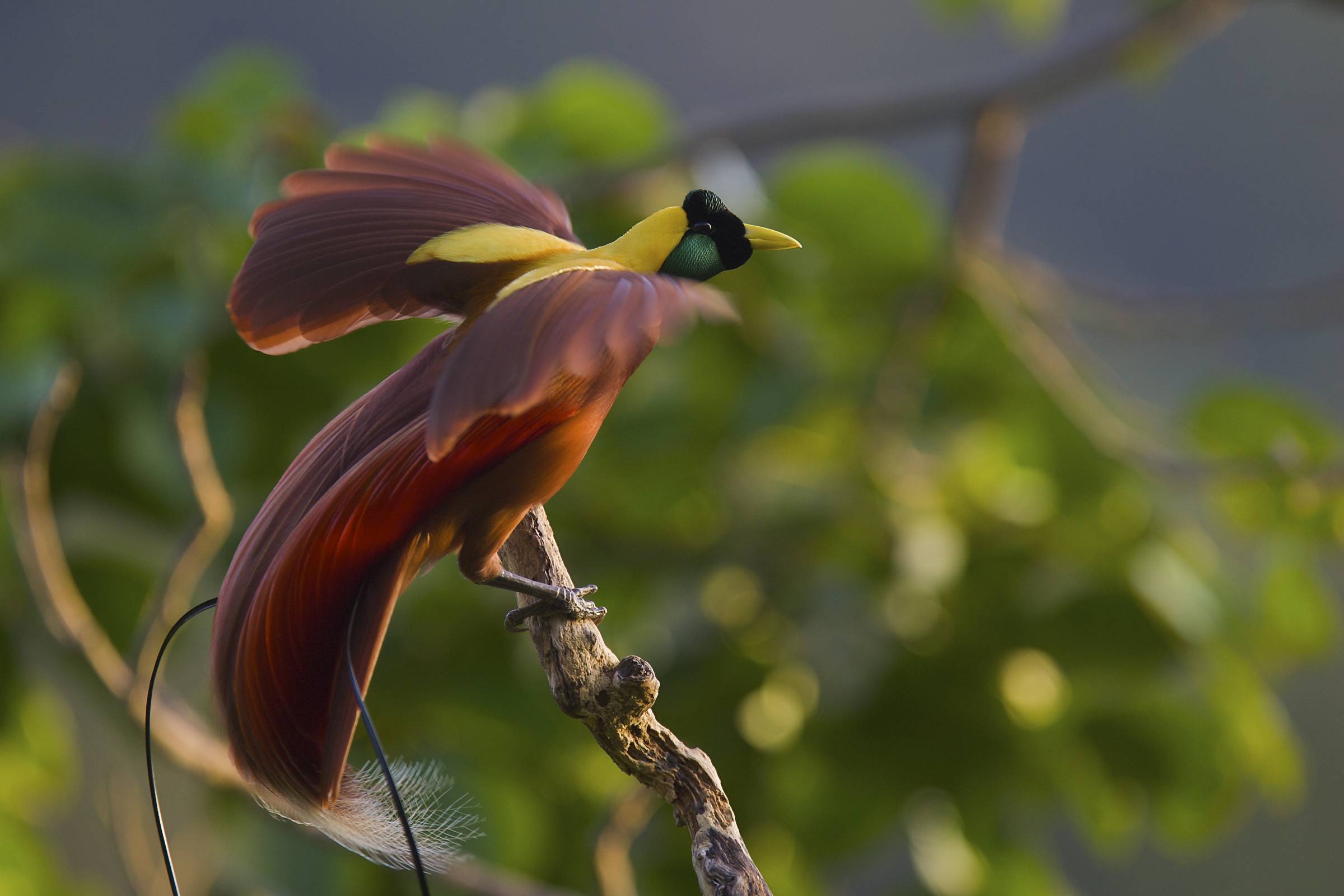 Wallpapers birds of paradise