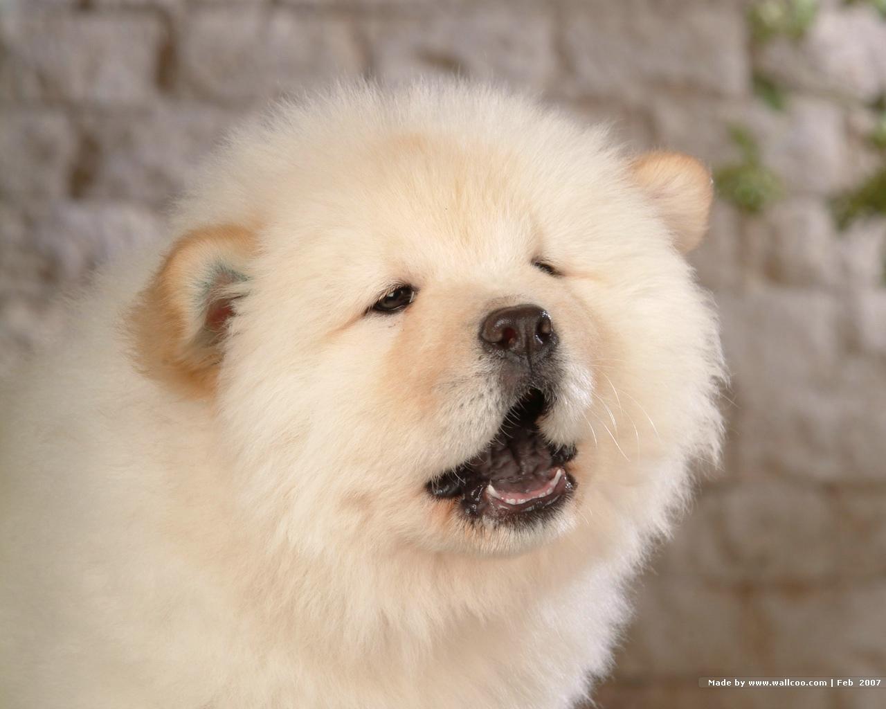chow chow wallpapers wallpaper cave on chow chow wallpapers